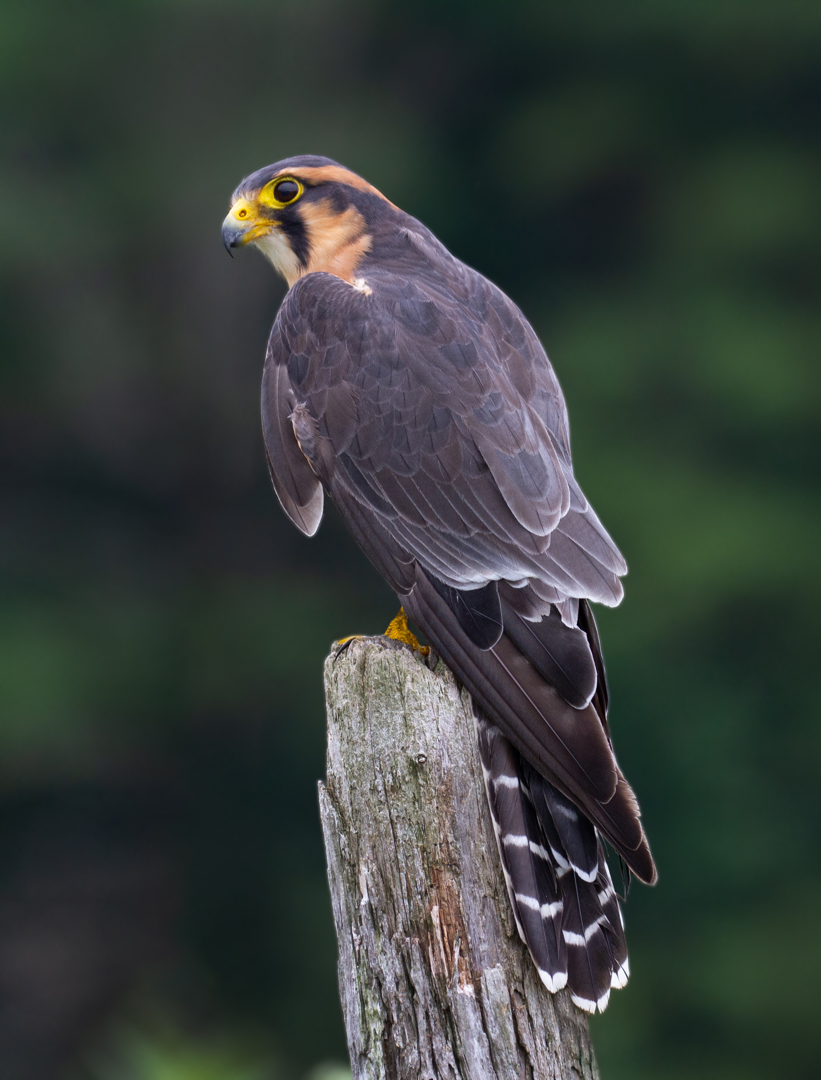 Falco Aplomado