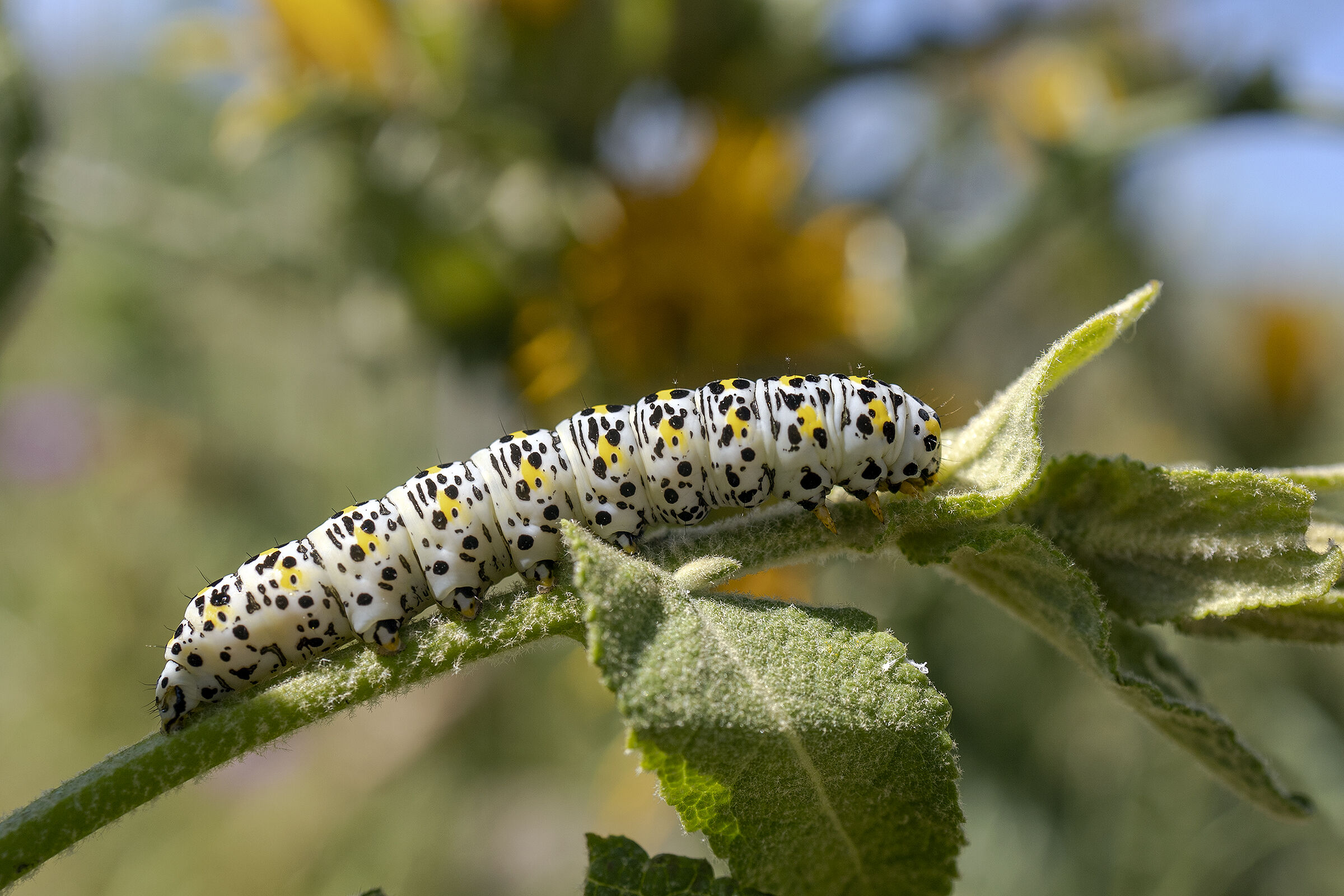 Verbasci cucullia caterpillar
