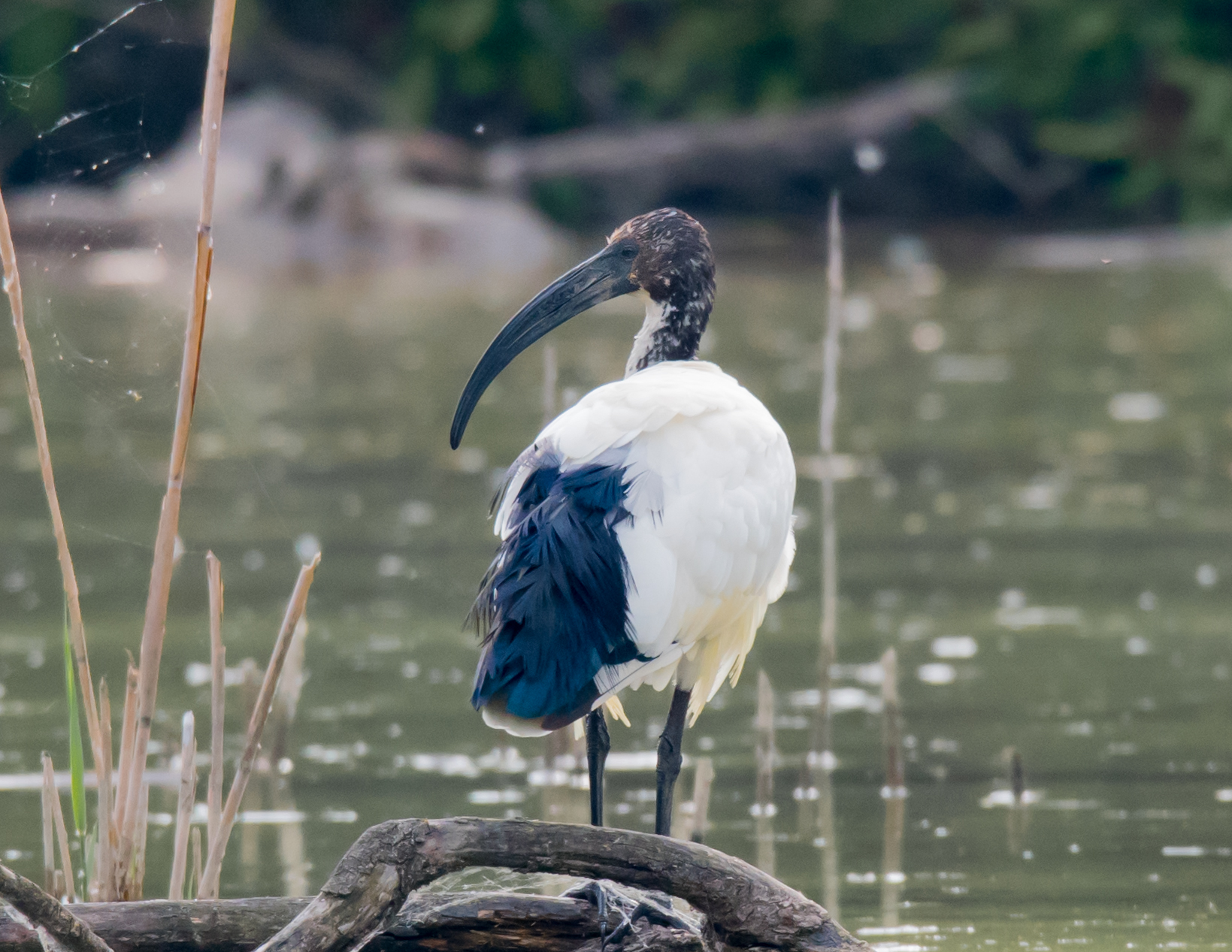 Sacred Passing Ibis