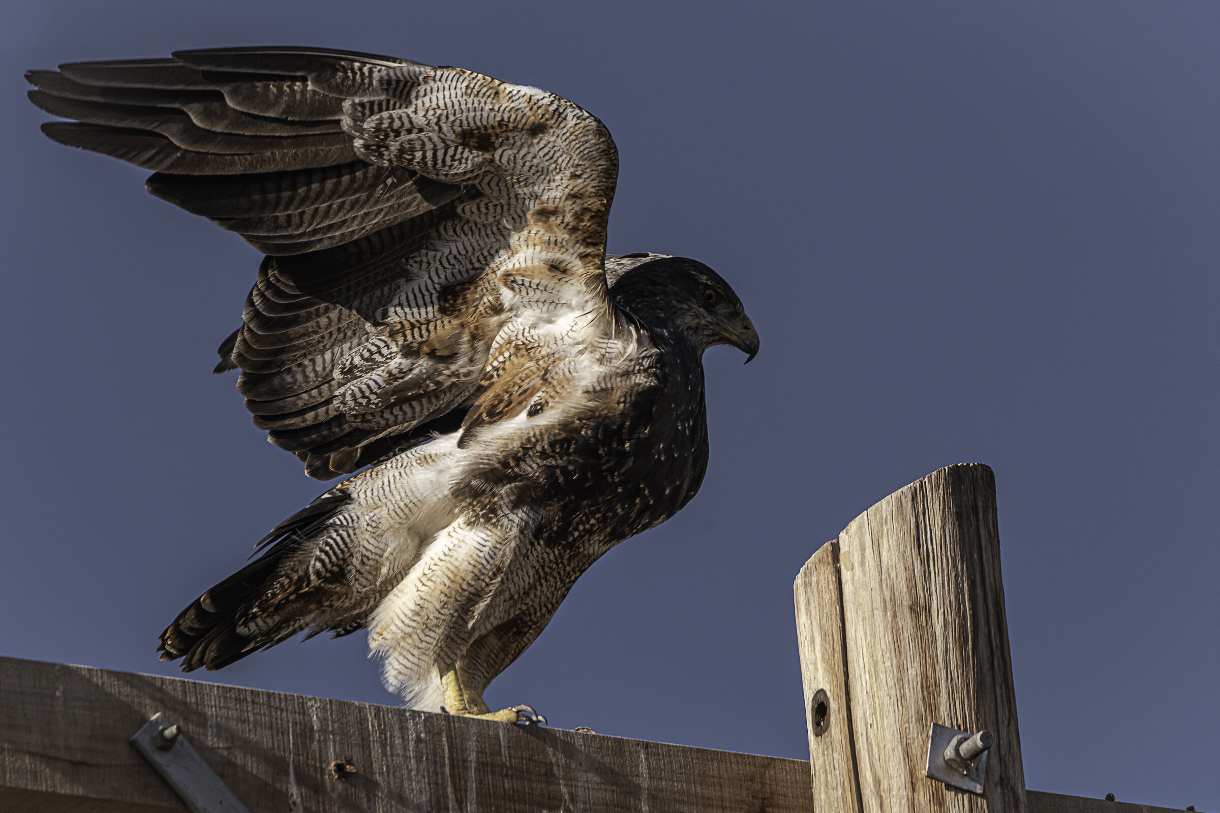 L'aquila blu cilena n.2