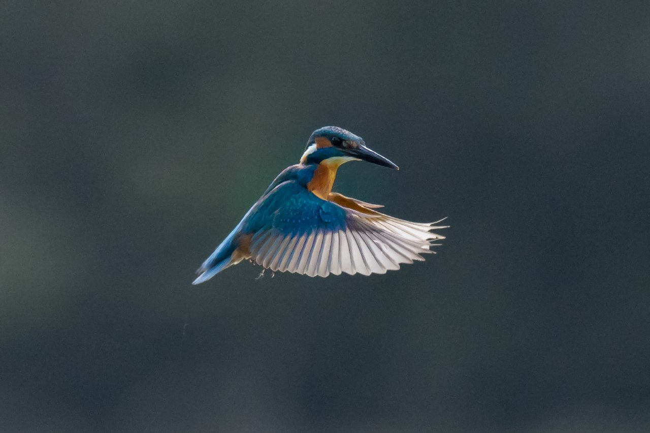 Kingfisher