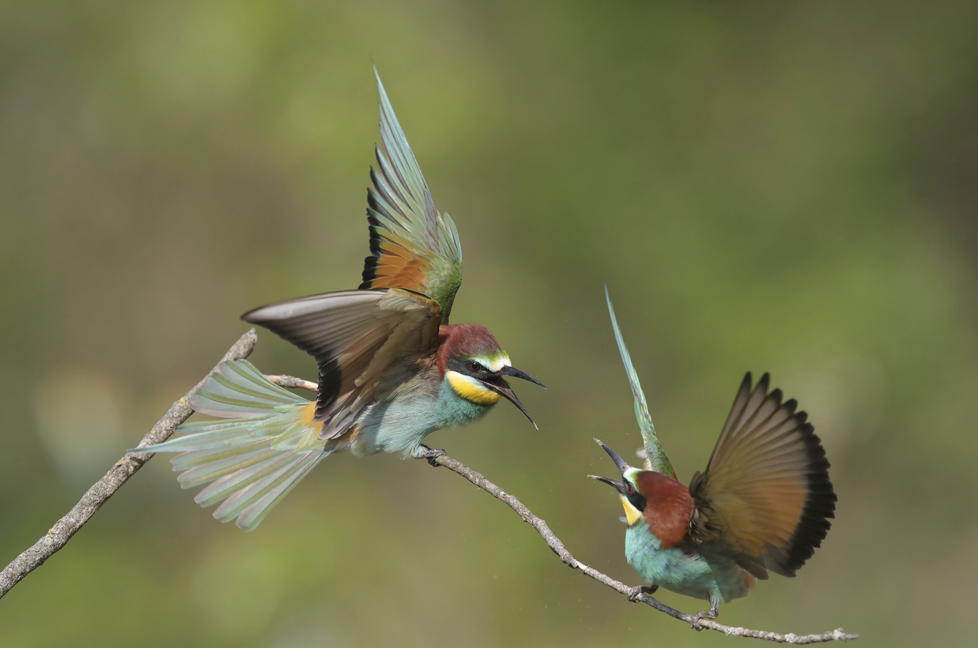 battibecco tra gruccioni