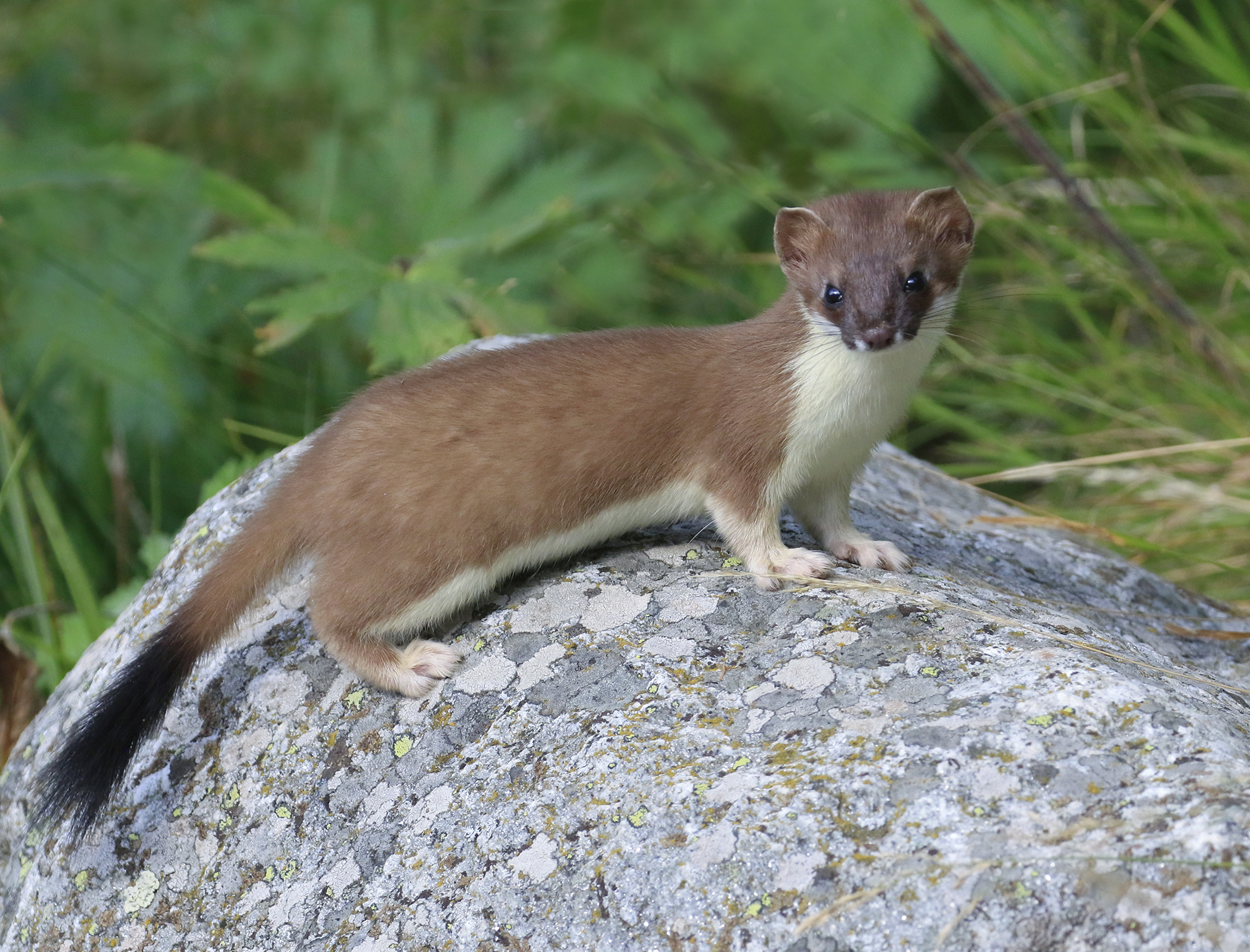 l'ermellino e il masso