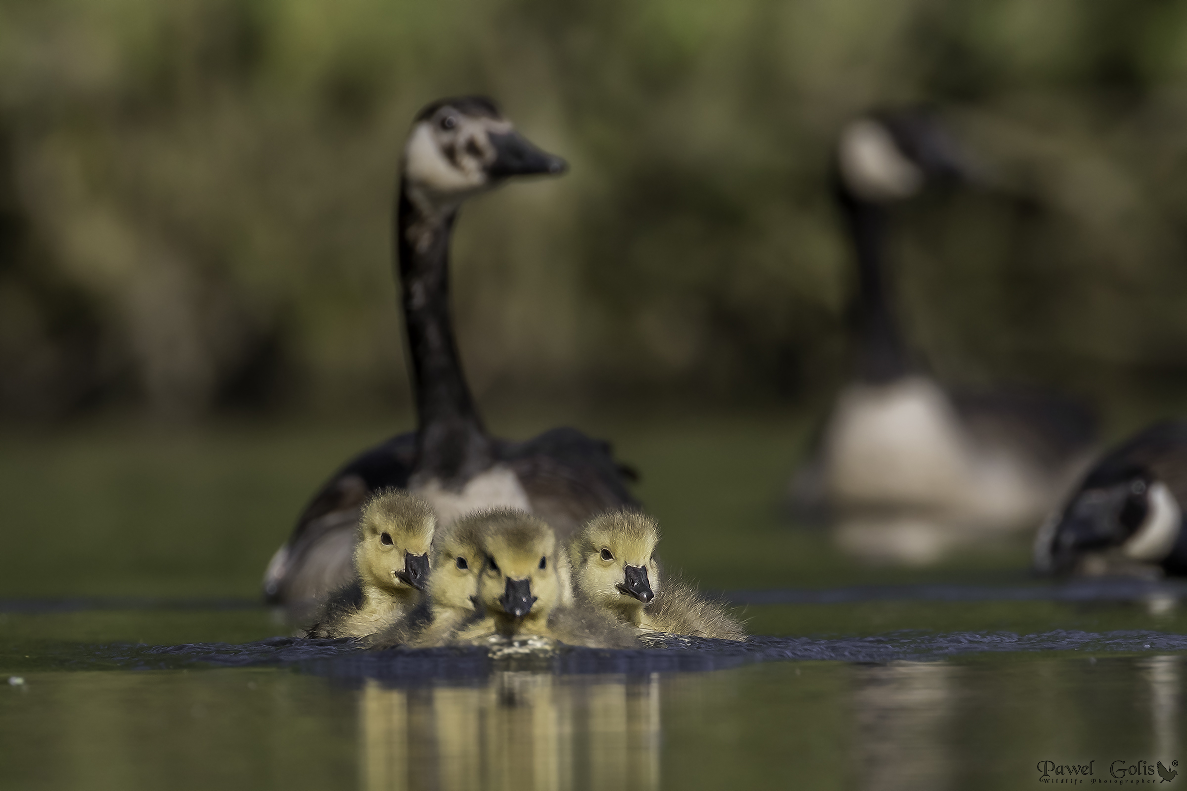 Oca canadese (Branta canadensis)
