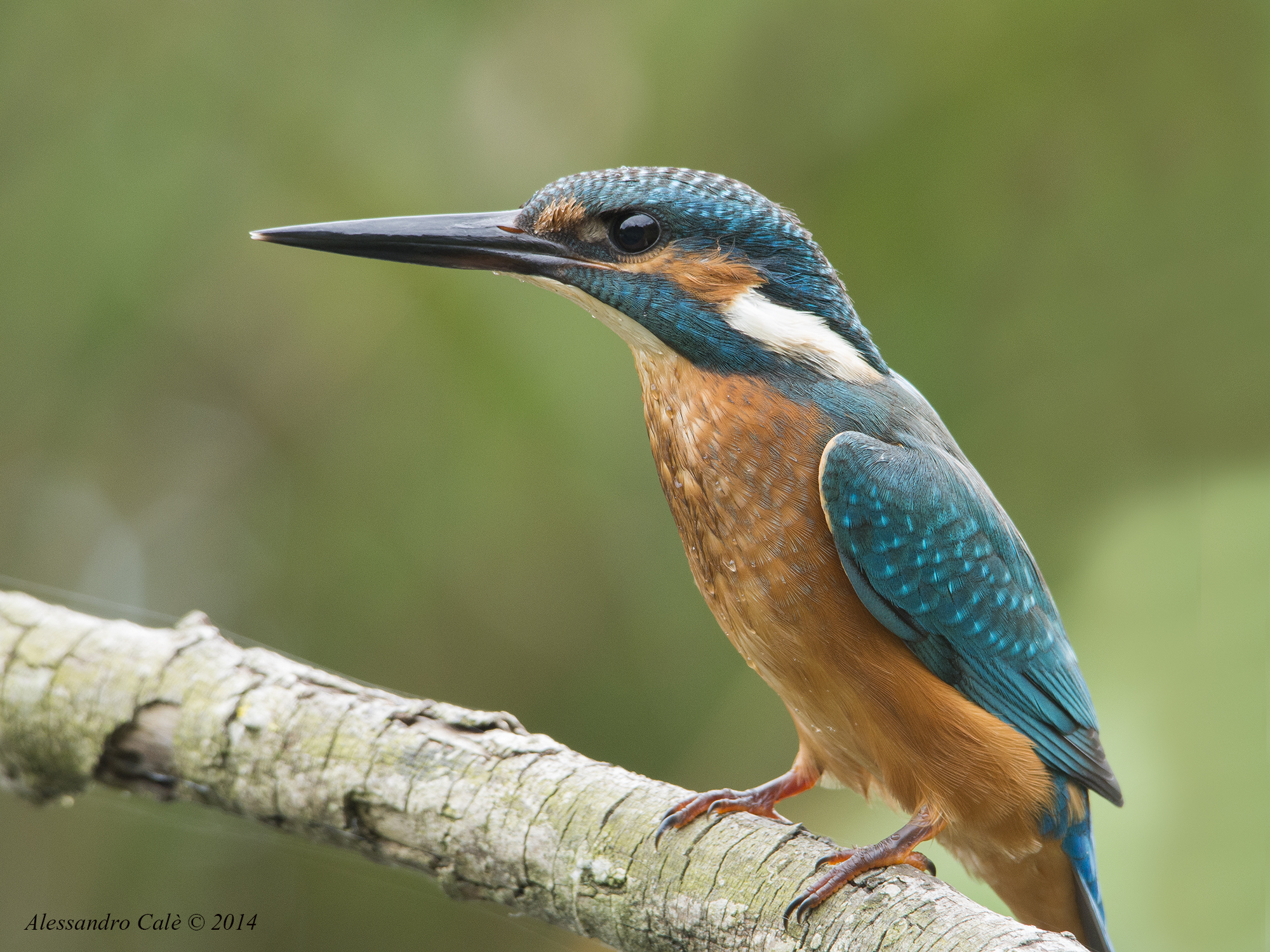 Alcedo atthis (Martin pescatore) 0638