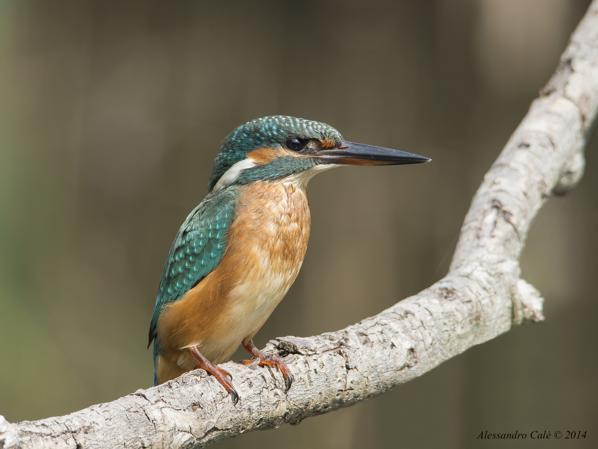 Alcedo atthis (Martin Fisherman) 0733