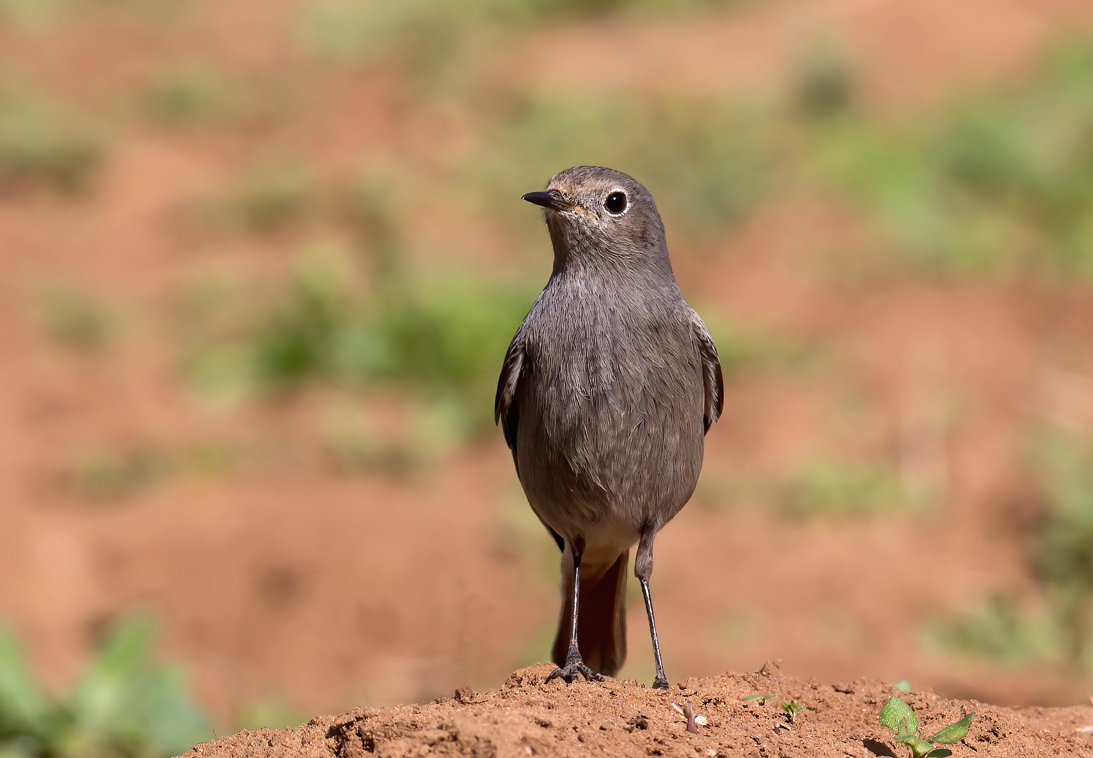 Uno degli ultimi codirossi