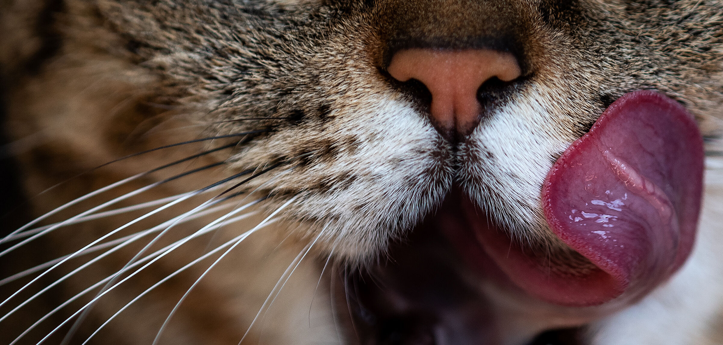 To lick his mustache.