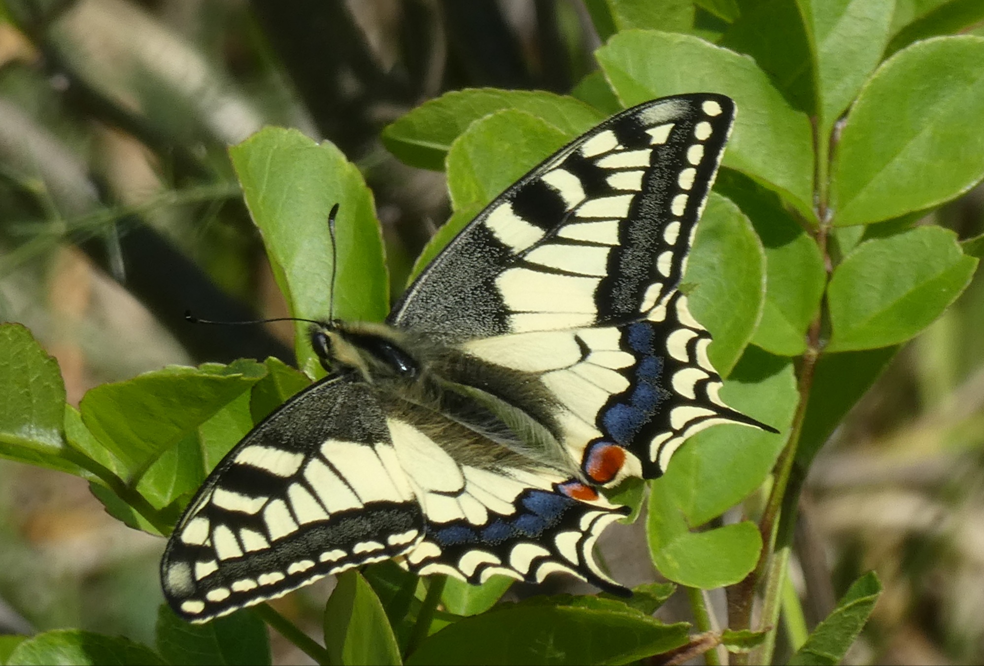 Machaon Papilio