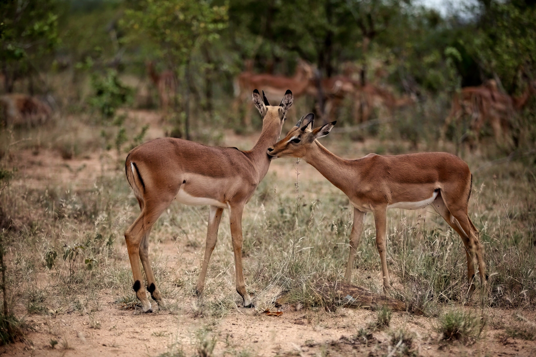 Impala