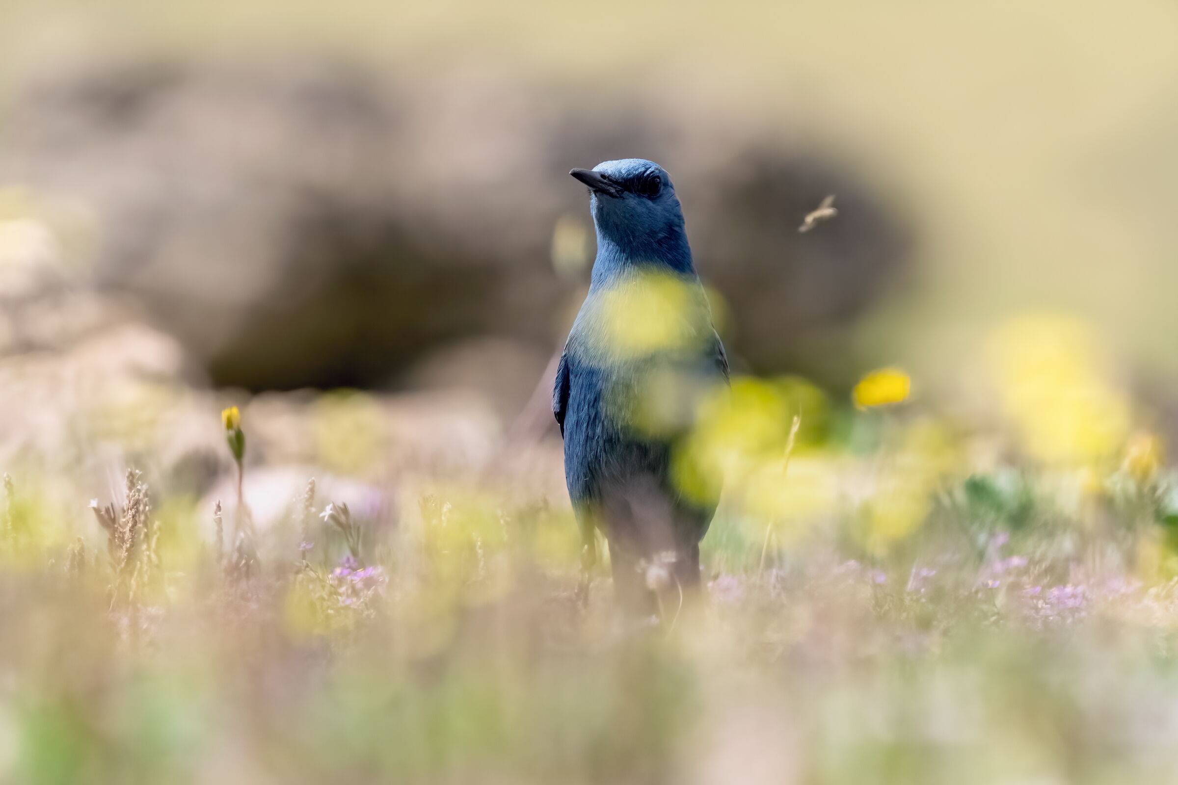 evanescenza andalusa