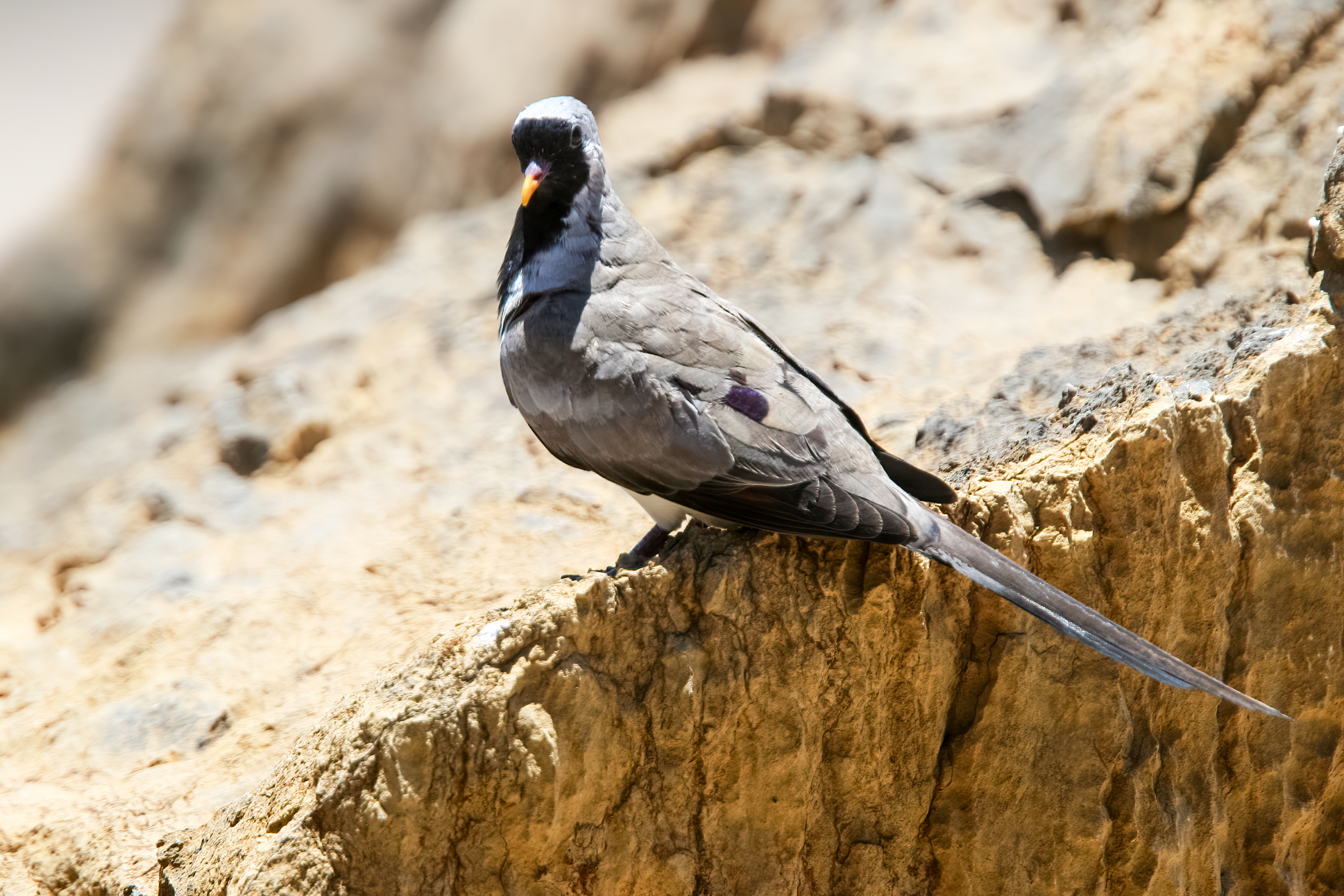 tortora del Namaqua (M)