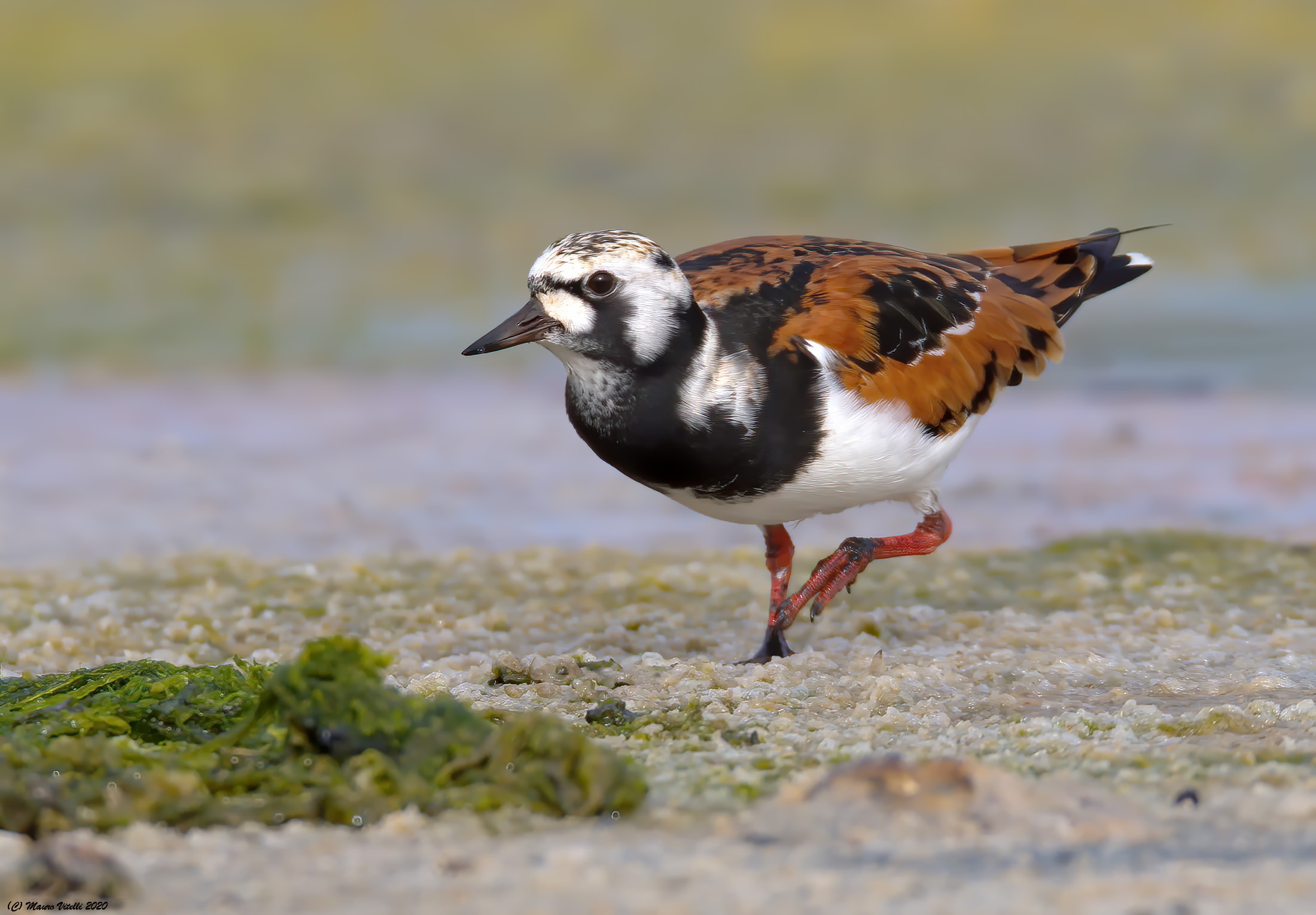 Voltapietre (Arenaria interpres)