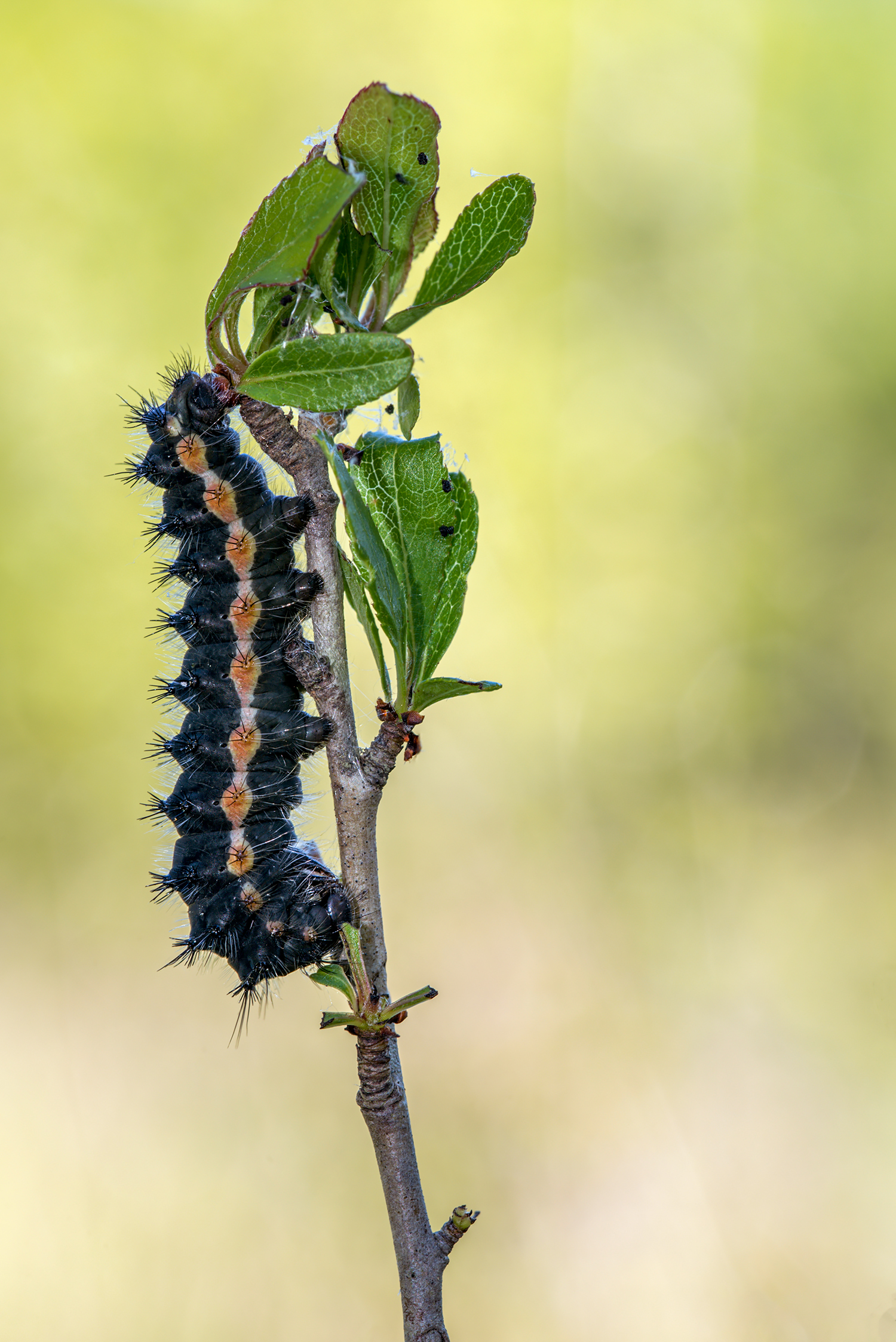 Saturnia's caterpillar.