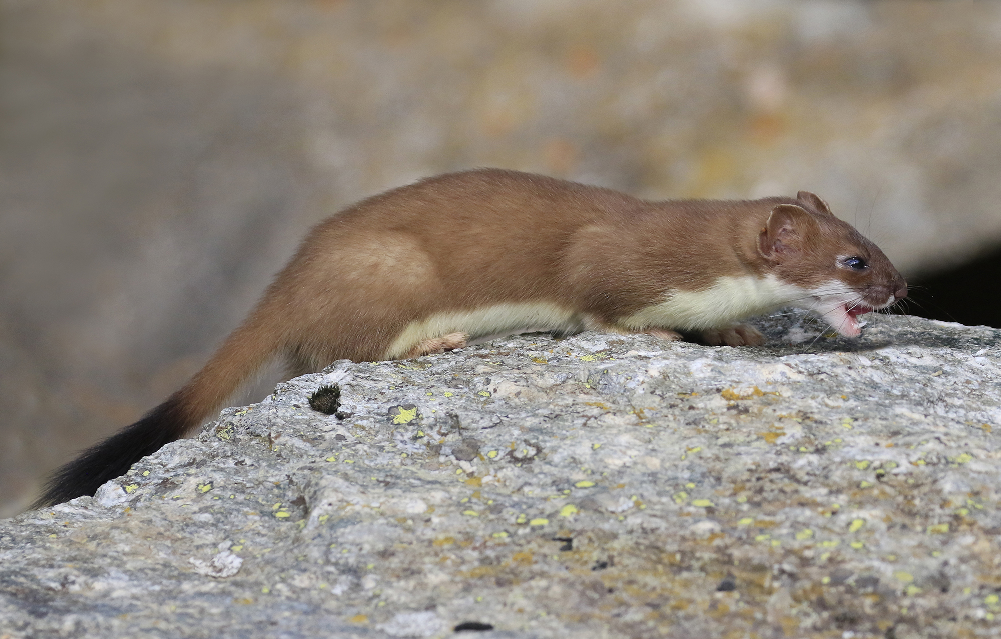 aggressività in miniatura