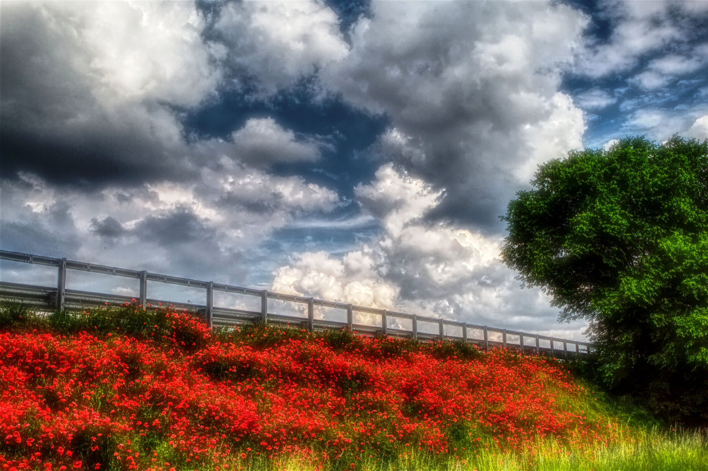 e' Maggio . Nei rivi e nei fossi ...