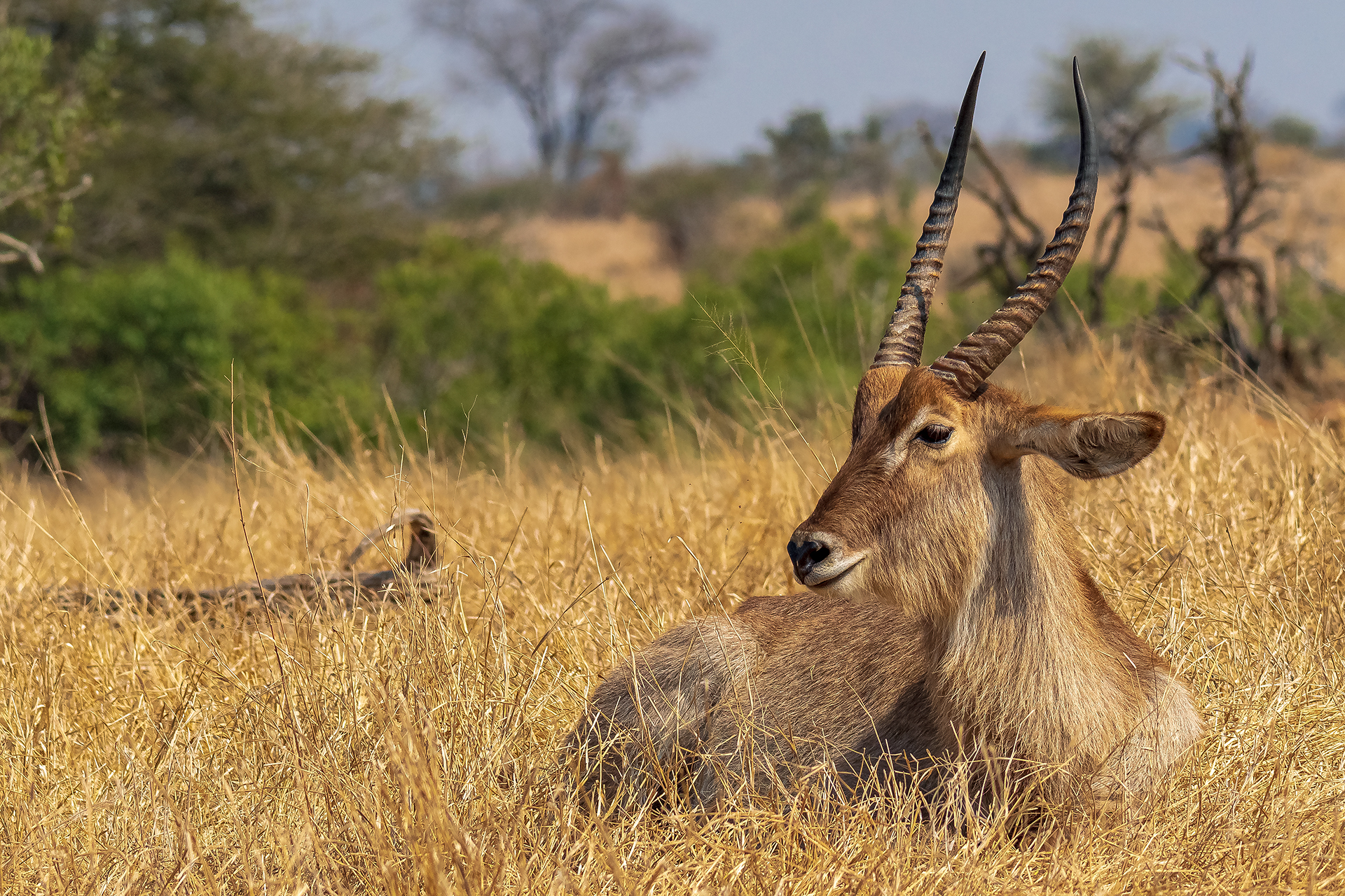 Waterbuck