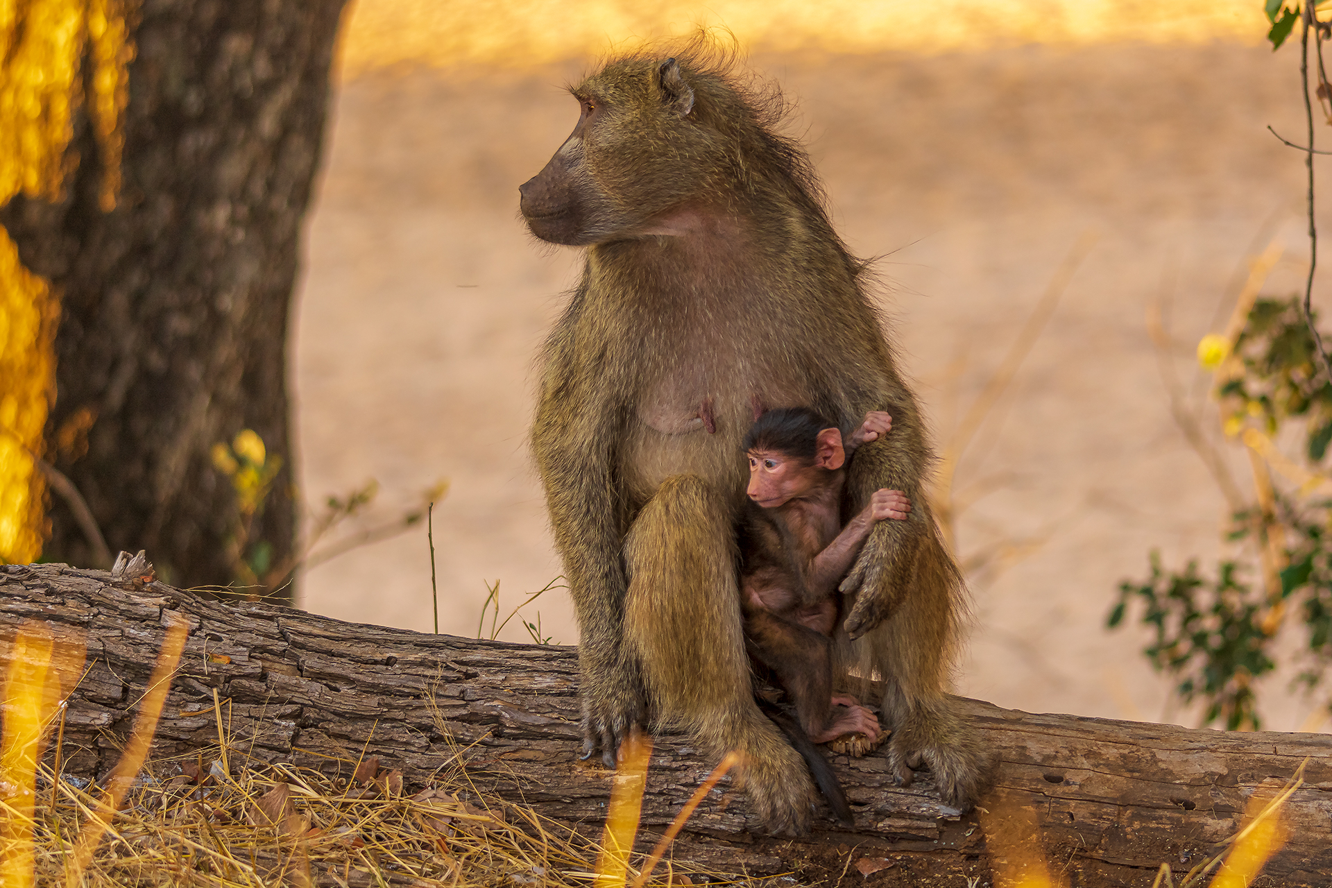 Baboon Mother & Son... what happens?