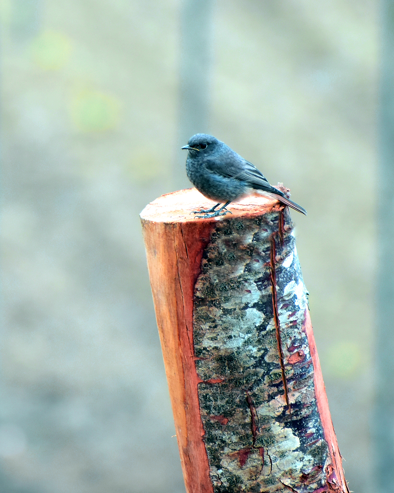 Decisamente pendent con il tronco