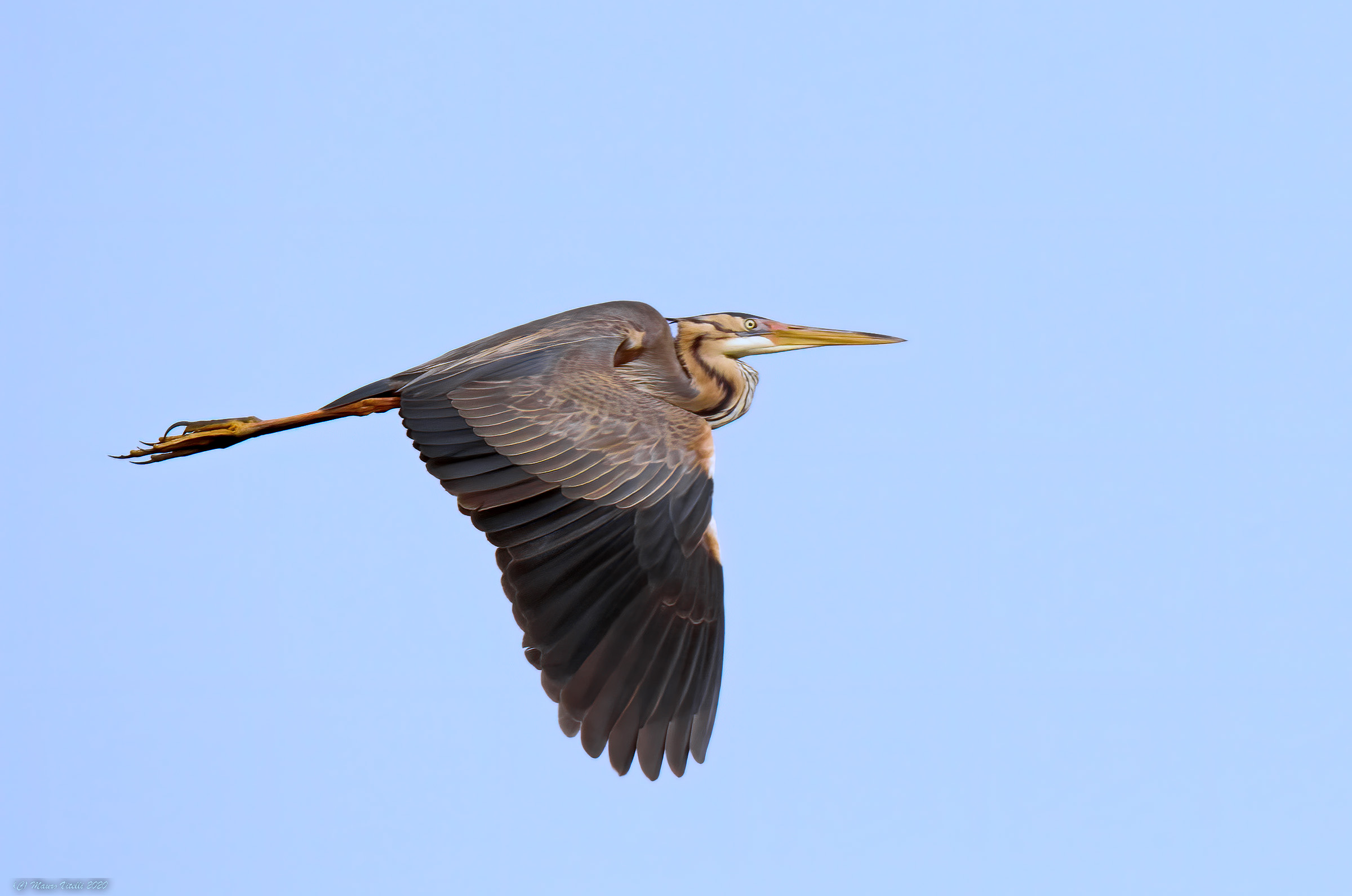 Red heron (Ardea purpurea)