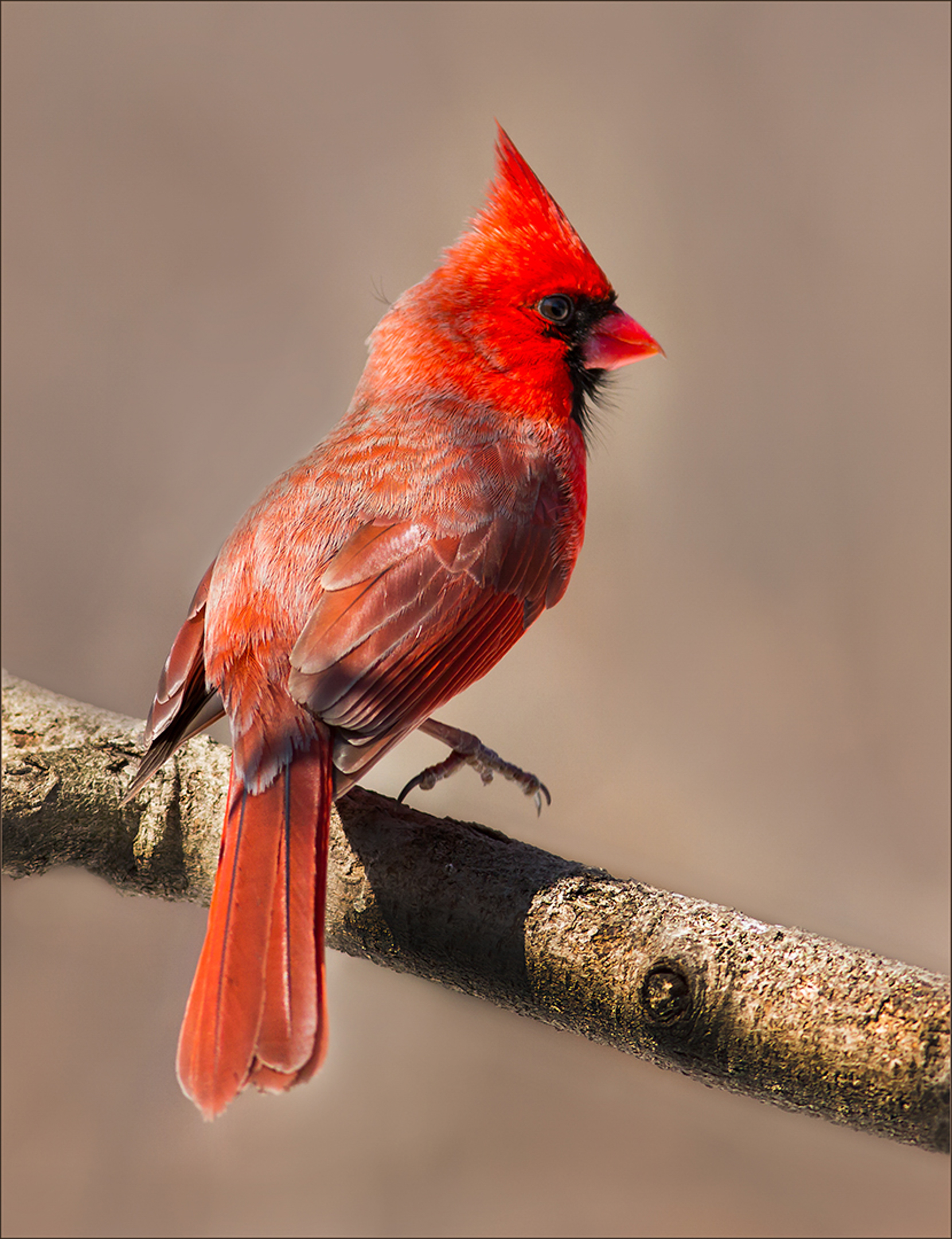Northern Male Cardinal