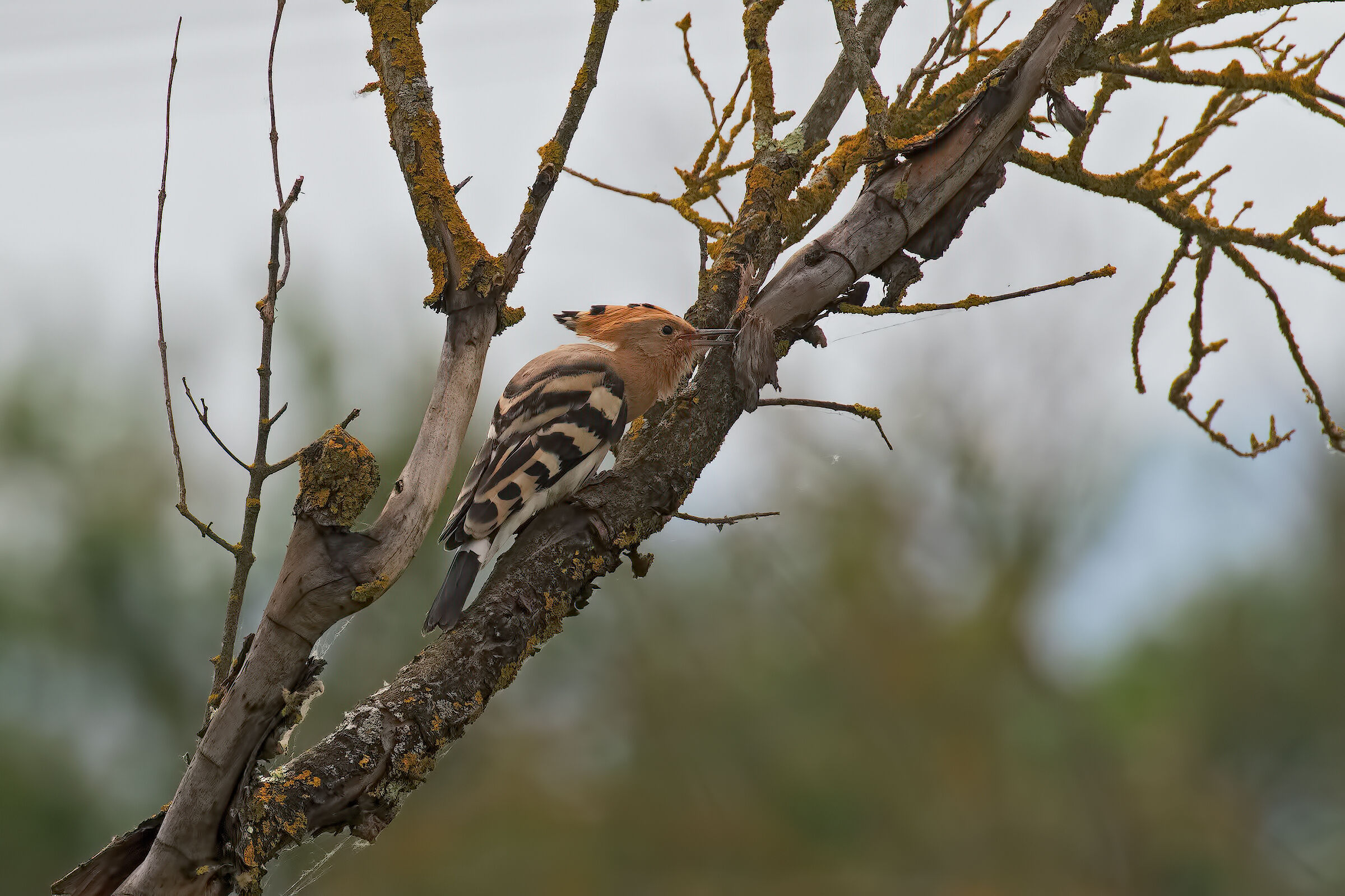 Upupa in cerca di larve