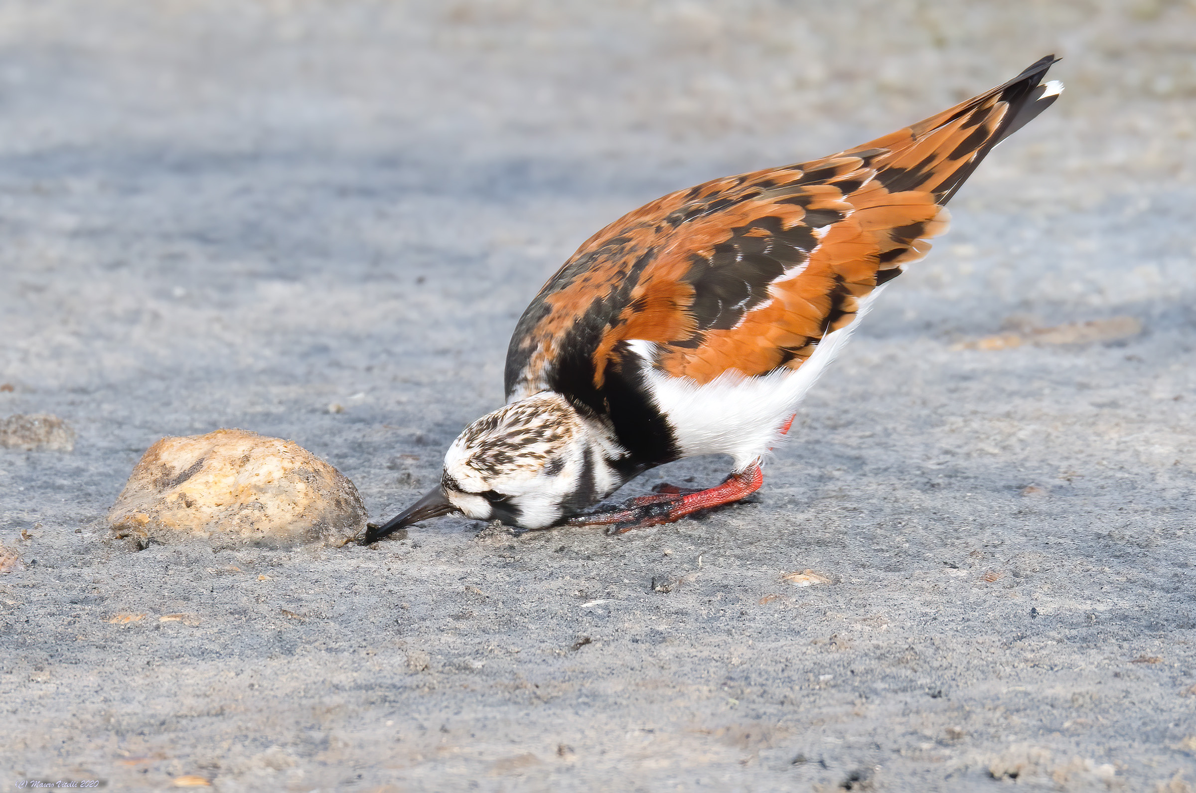 Voltapietre (Arenaria interpres)
