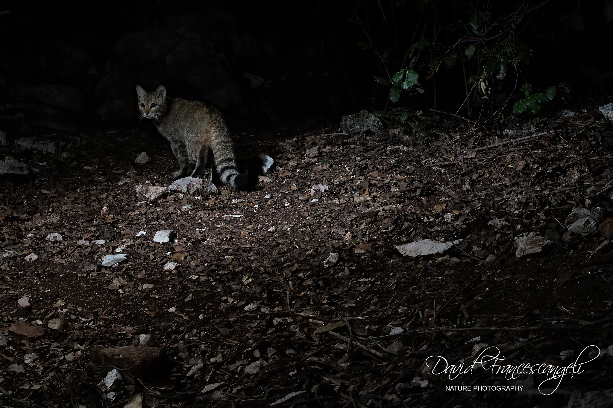 The Ghost of the Night