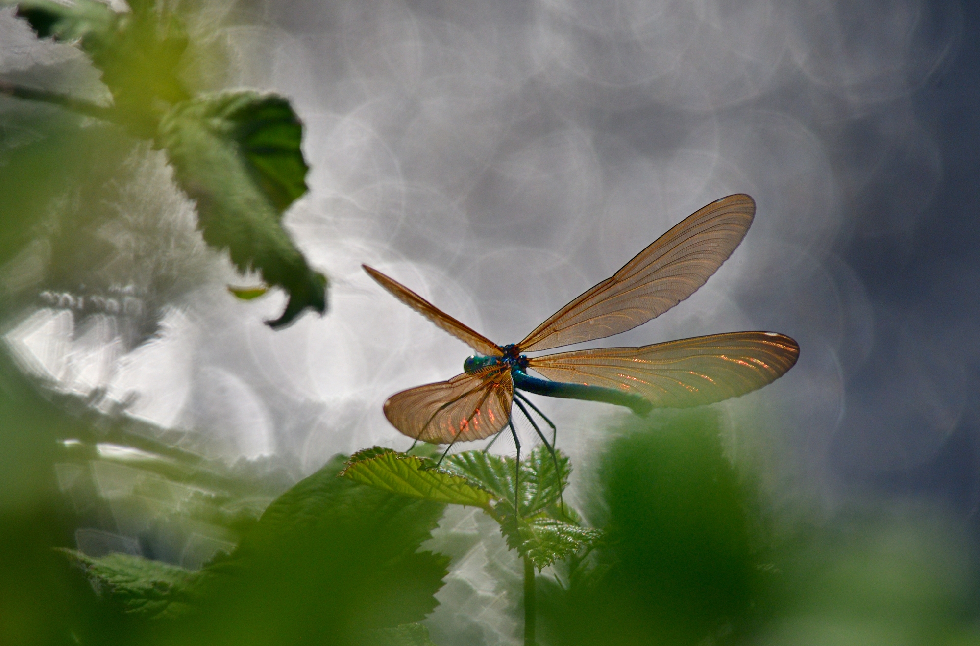 calopteryx virgo in backlight