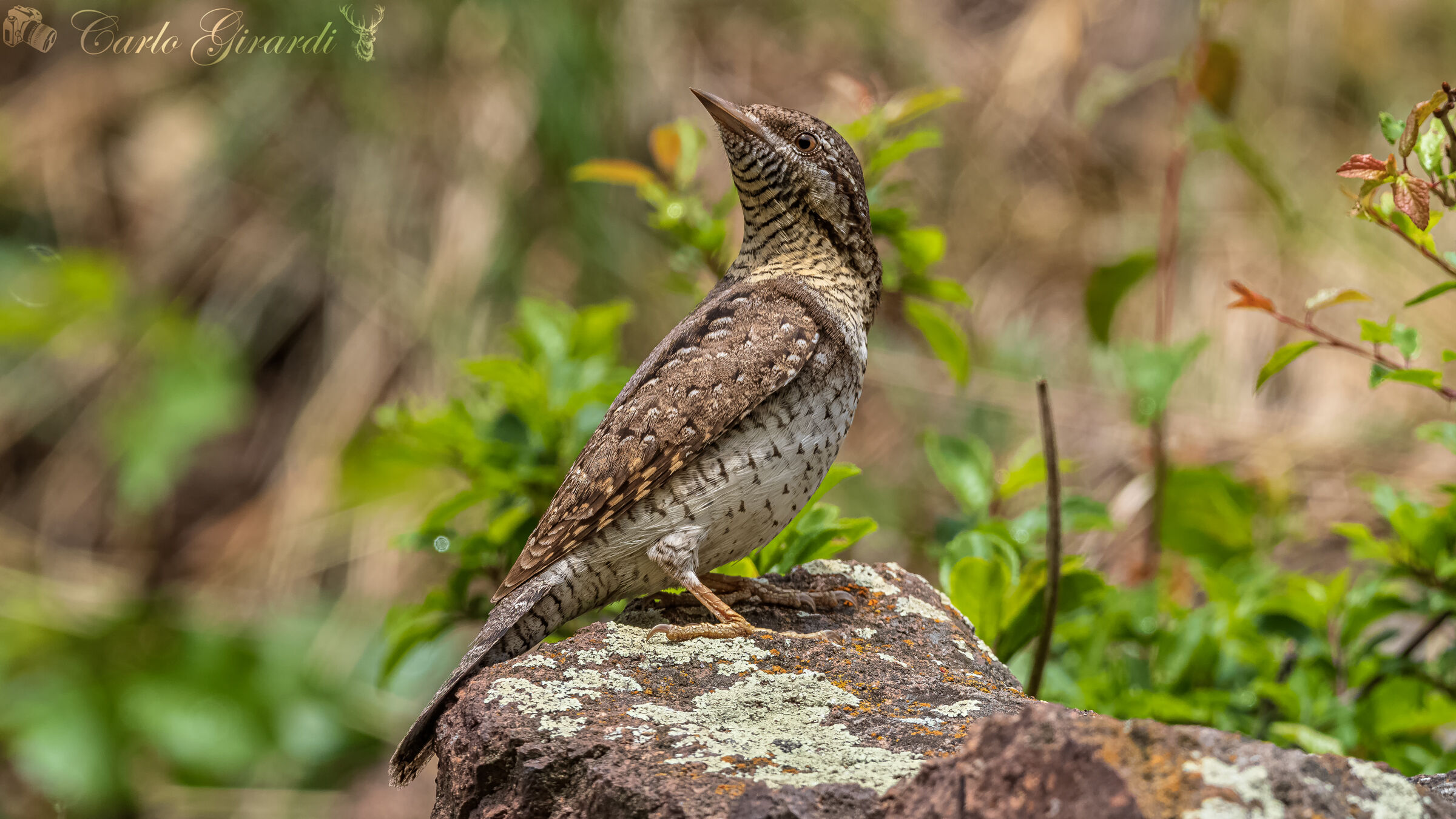 Torcicollo  Jynx torquilla
