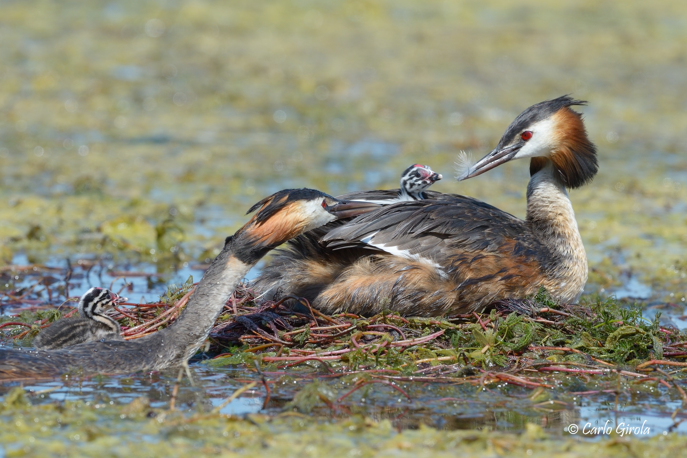 Greater Flaps (Podiceps cristatus)