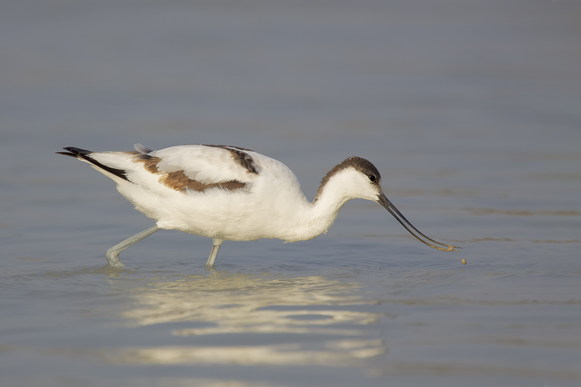 Avocetta