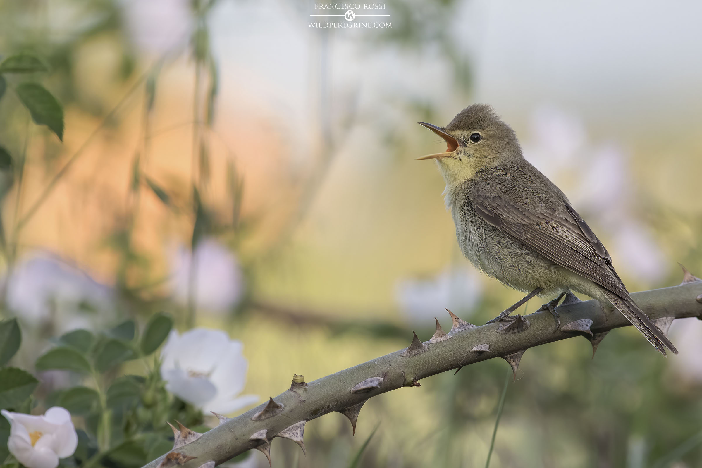 Canapino Comune al Tramonto