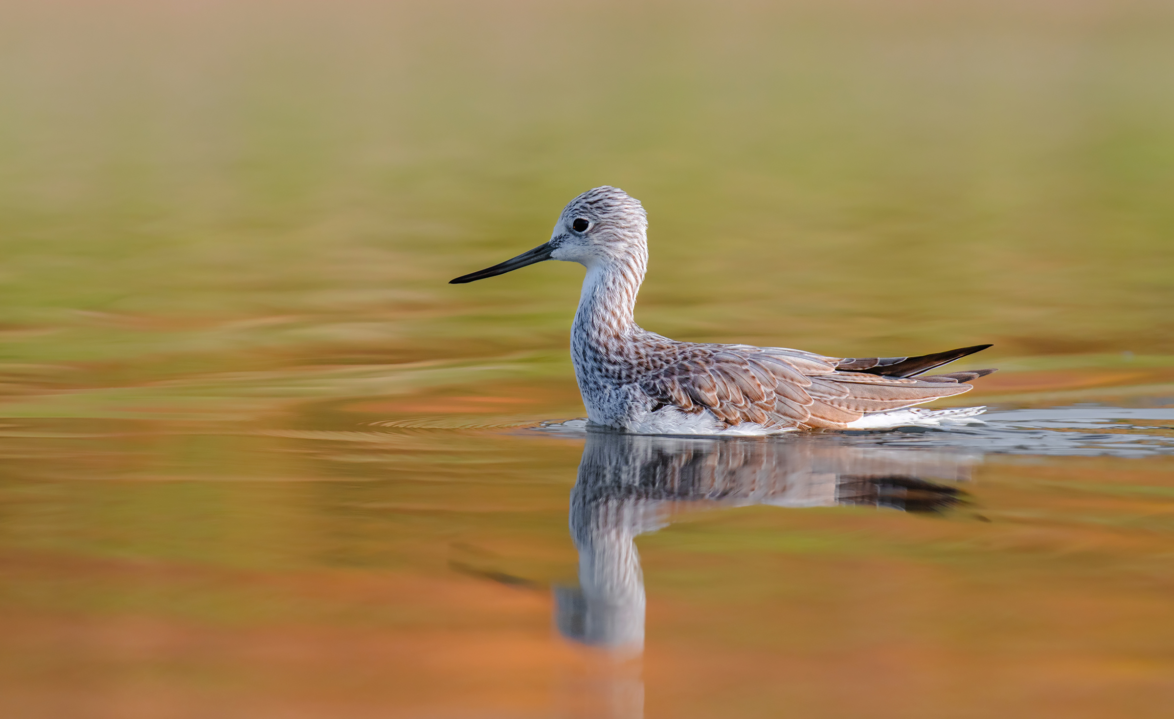 comune greenshank