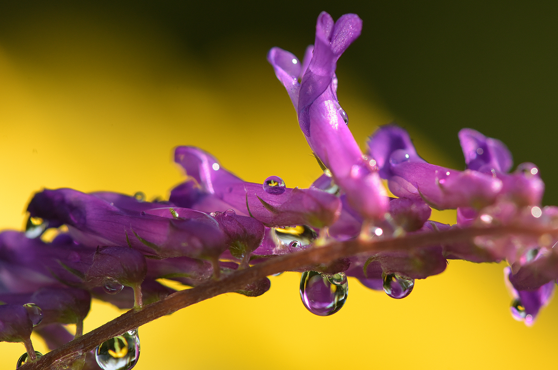 vicia villosa su giaggiolo (iris giallo)