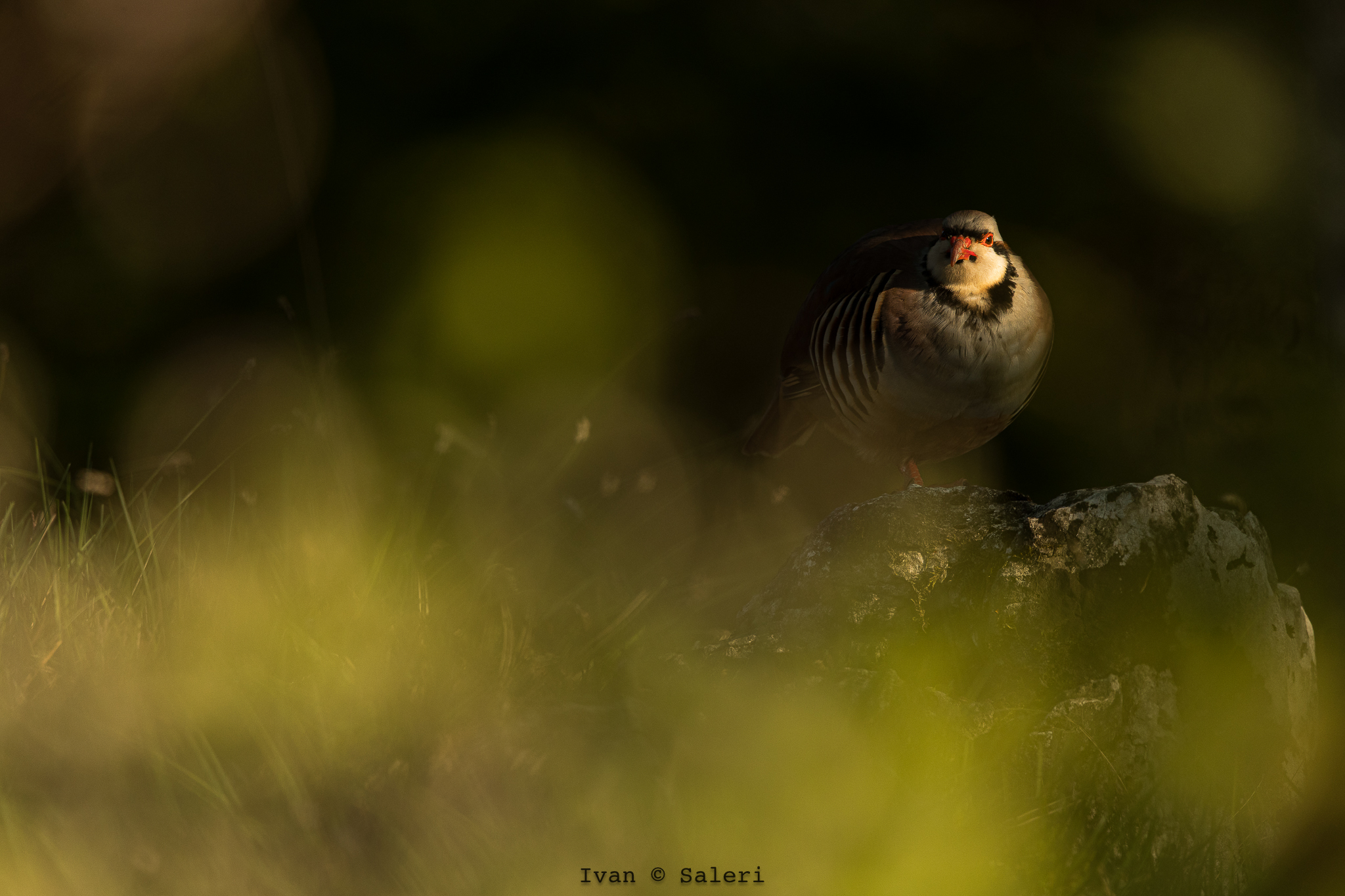 Coturnice Orientale "Chukar"