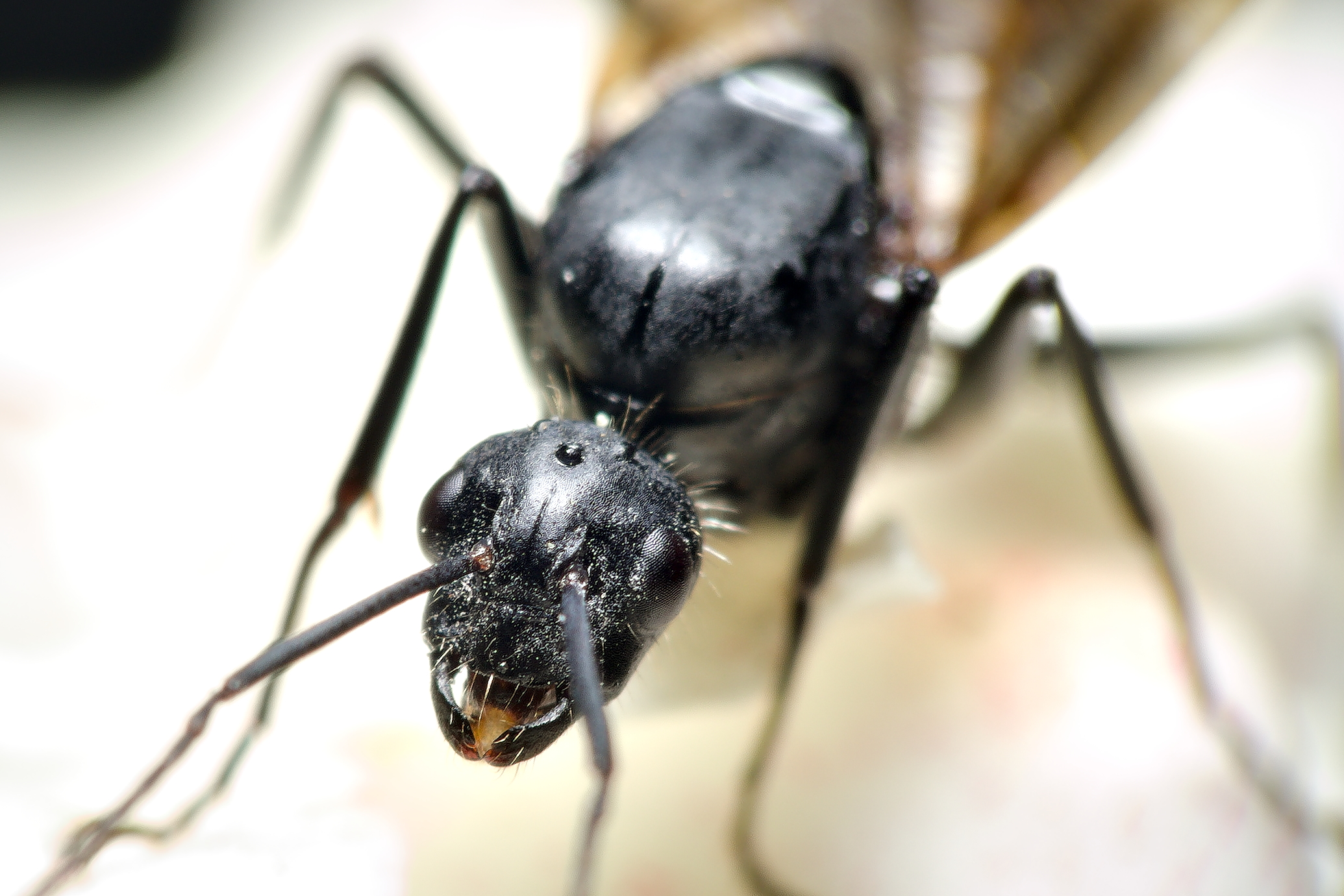 formica con le ali - camponotus