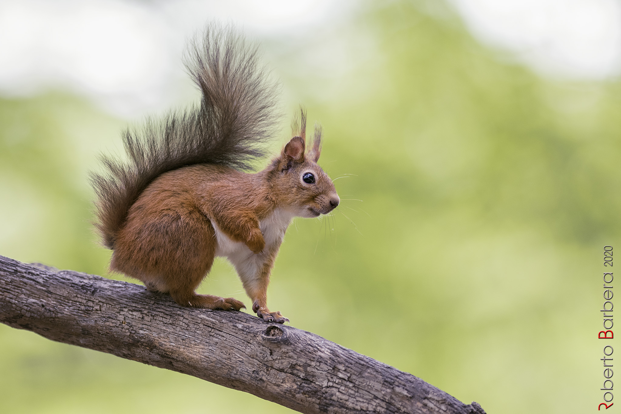 The Woodland Gobb in the Woods