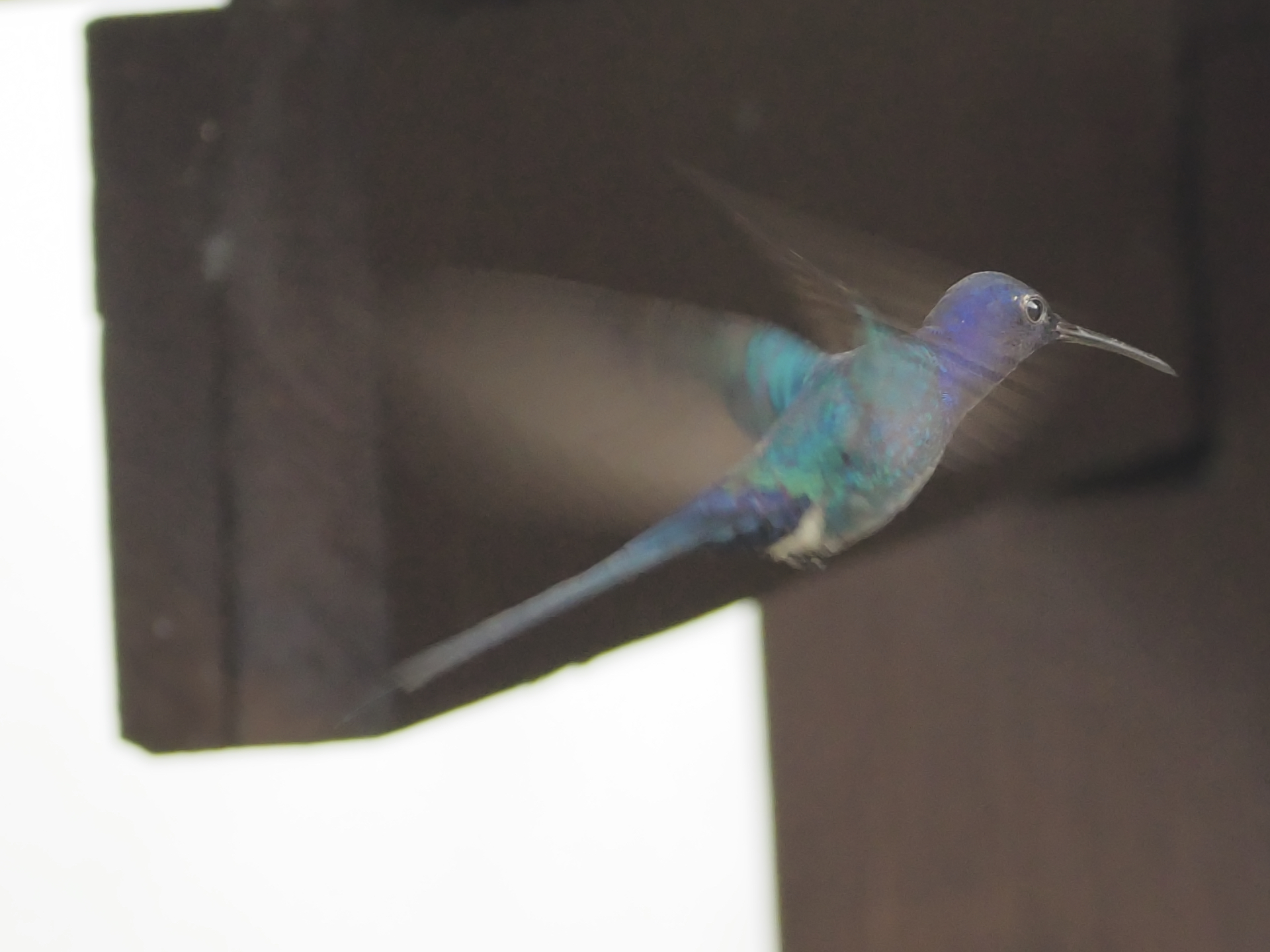 Colibri