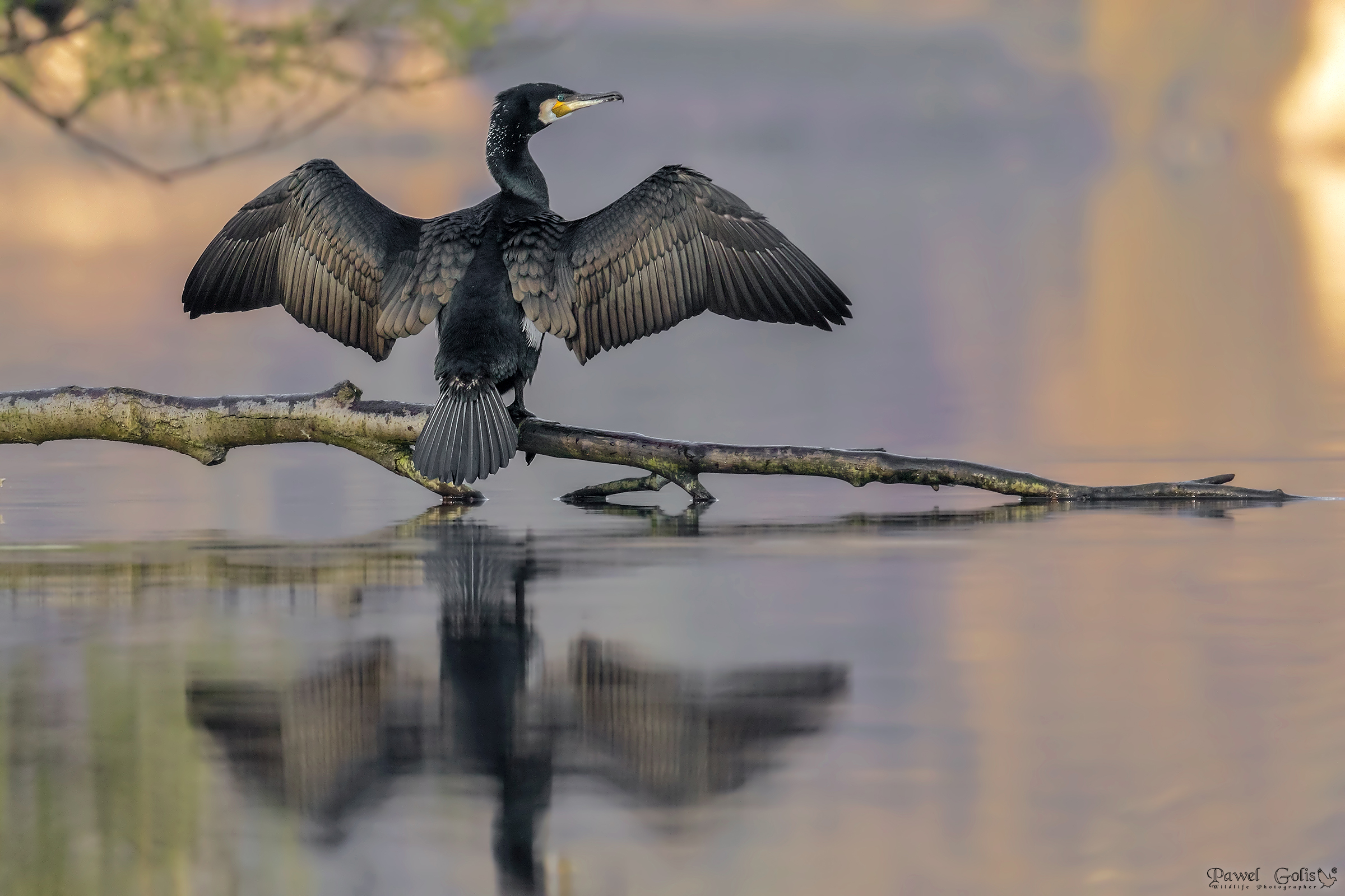 Grande cormorano (Phalacrocorax carbo)