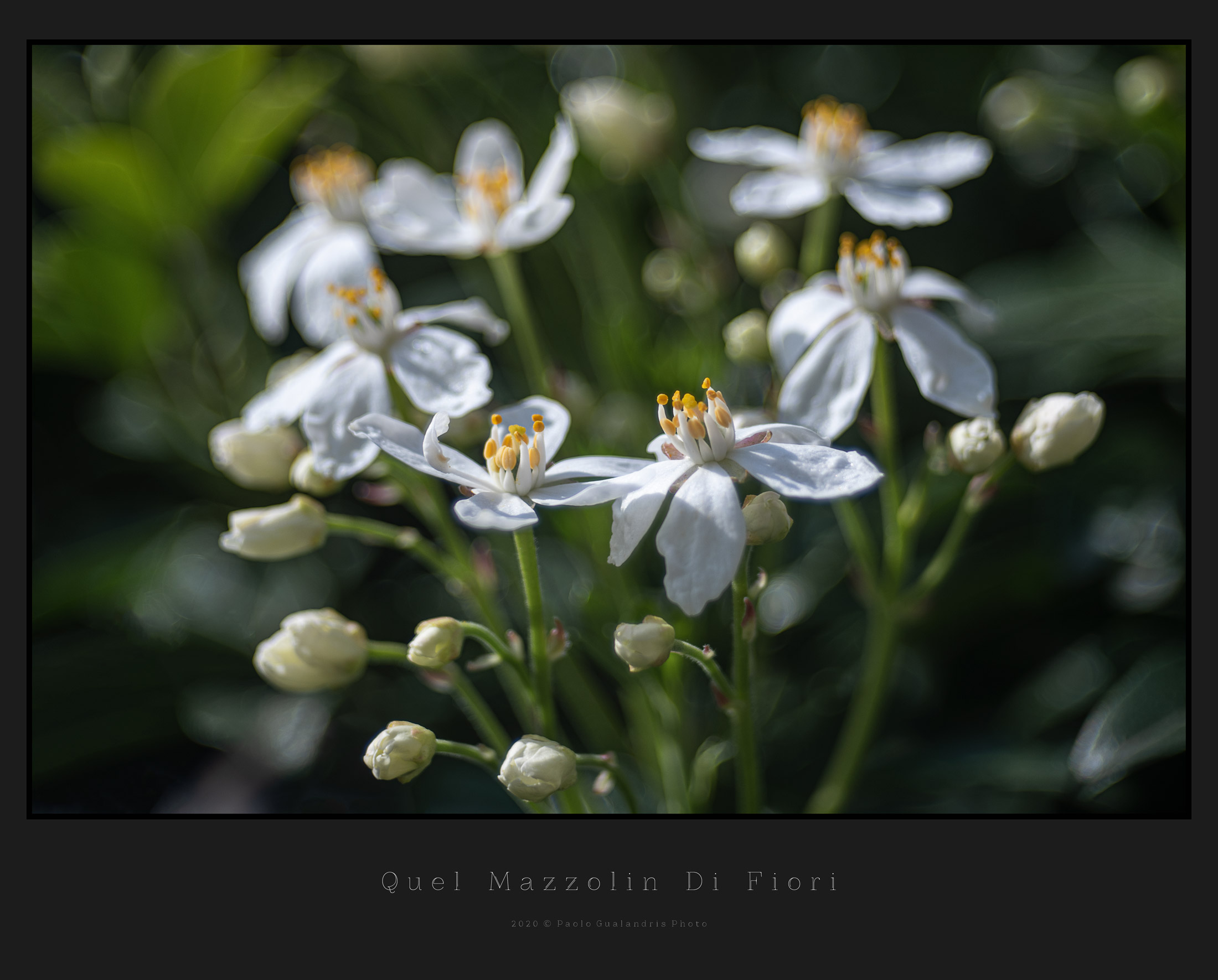 Quel Mazzolin Di Fiori