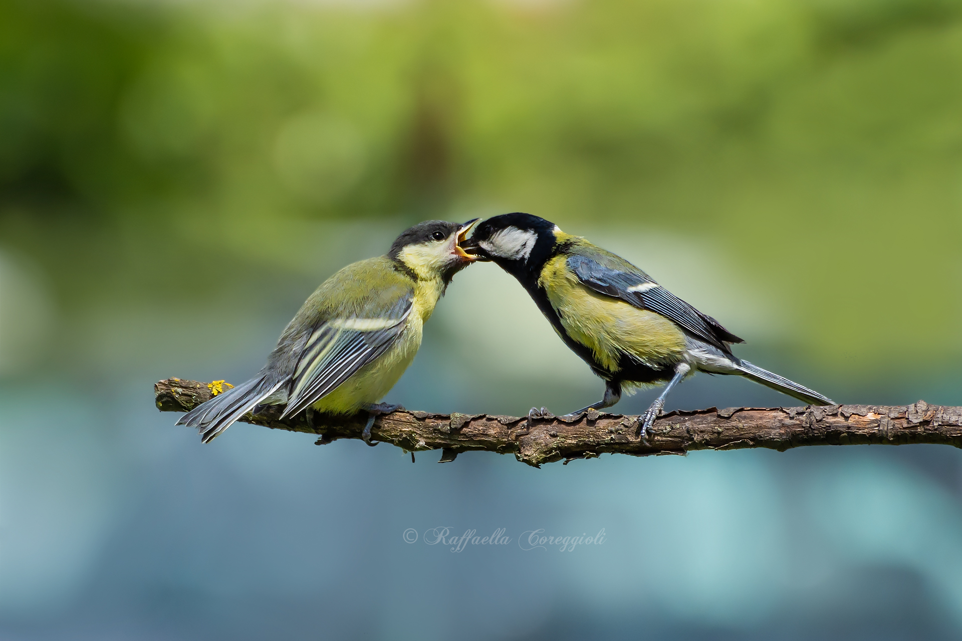 Little Cinciallegre grow....