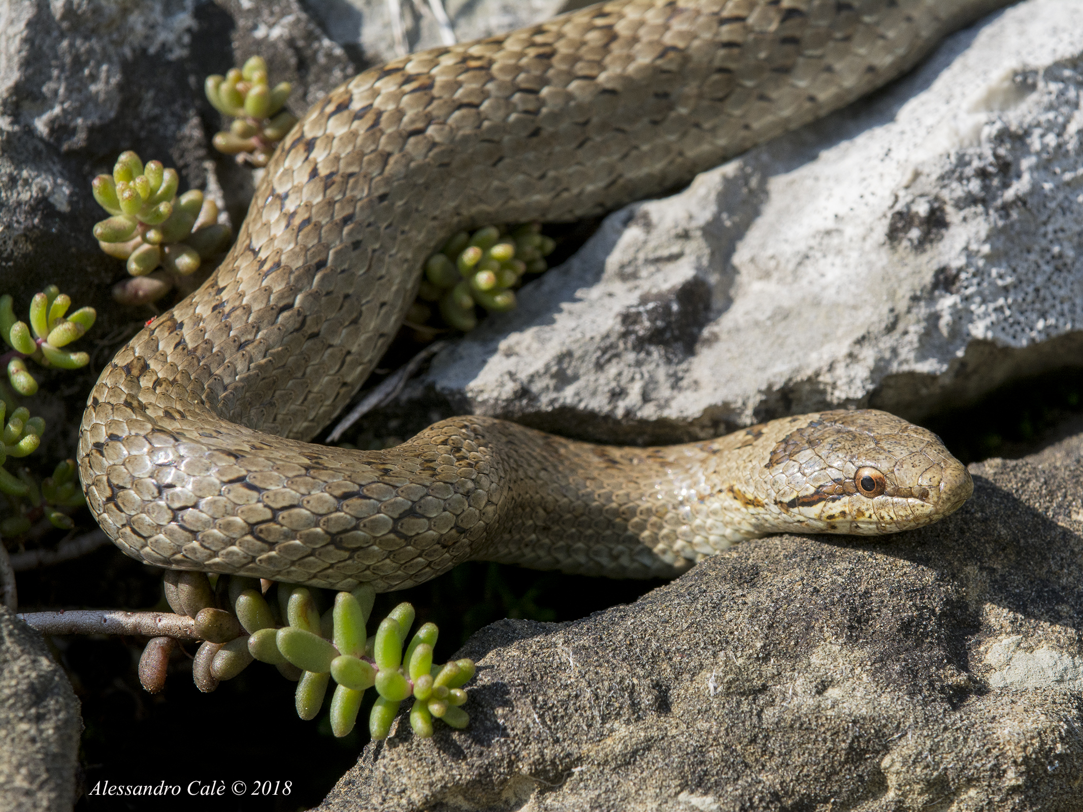 Coronella austriaca (Colubro liscio) 1361