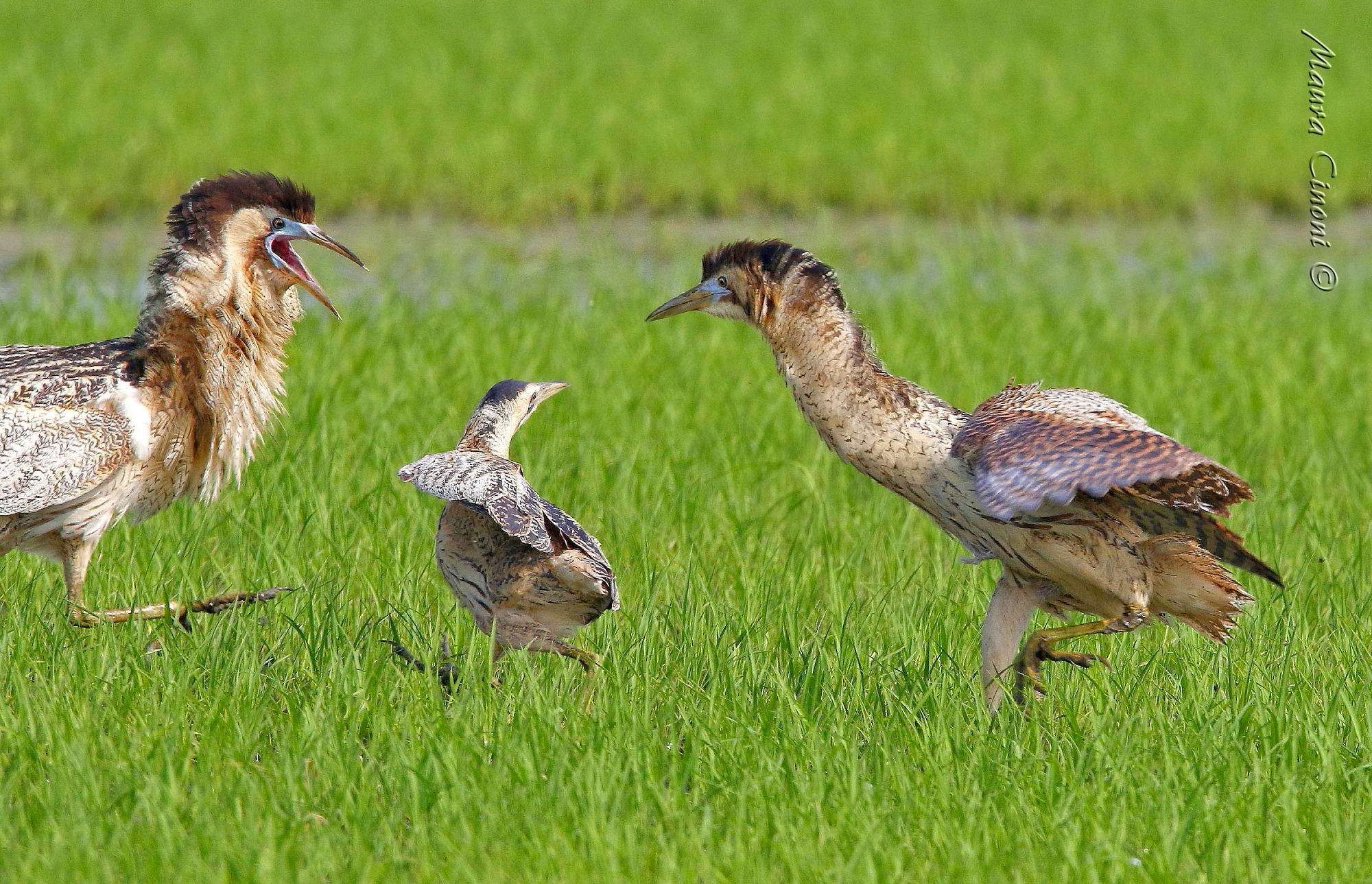 Tarabusi.Due maschi e una femmina