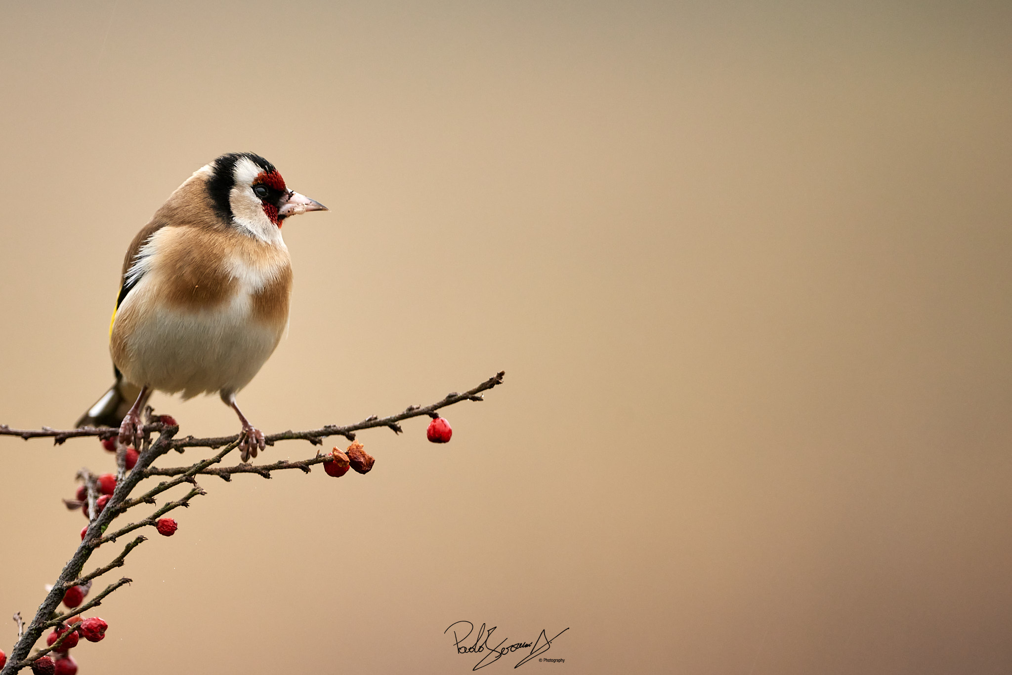 Goldfinch