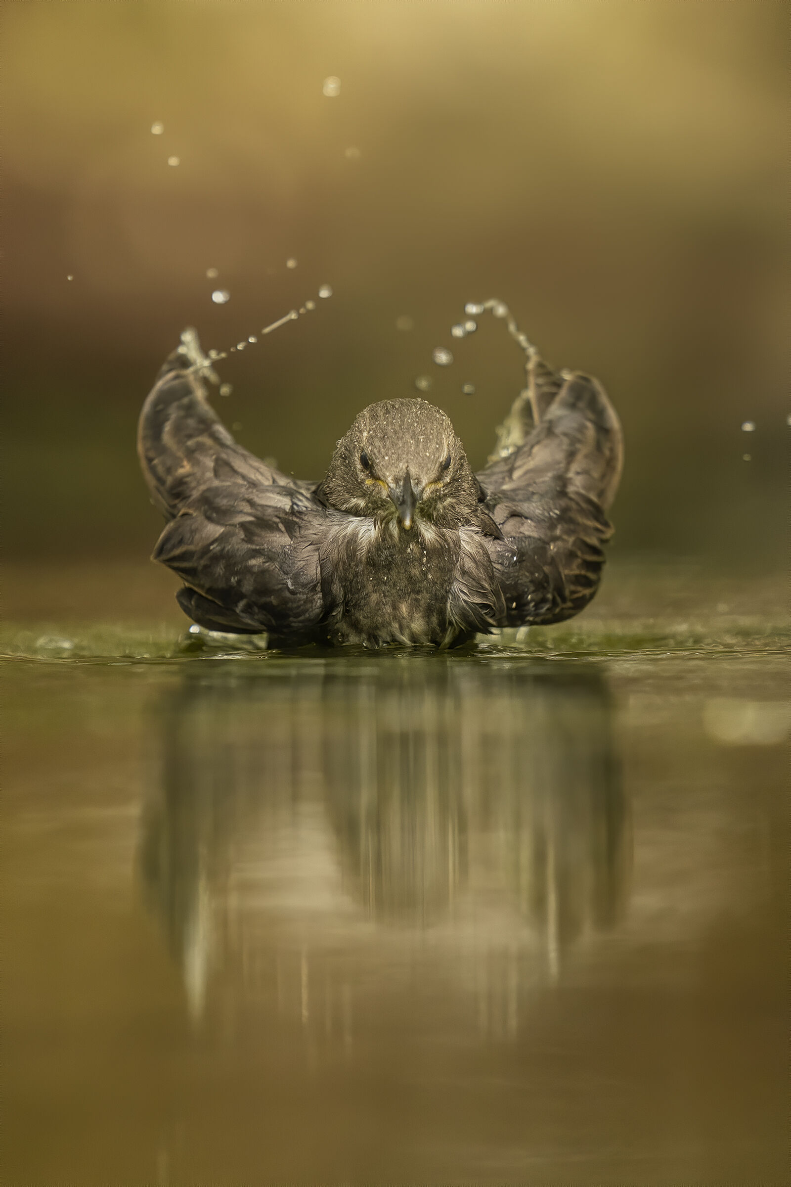 dopo il primo involo bagnato dello storno