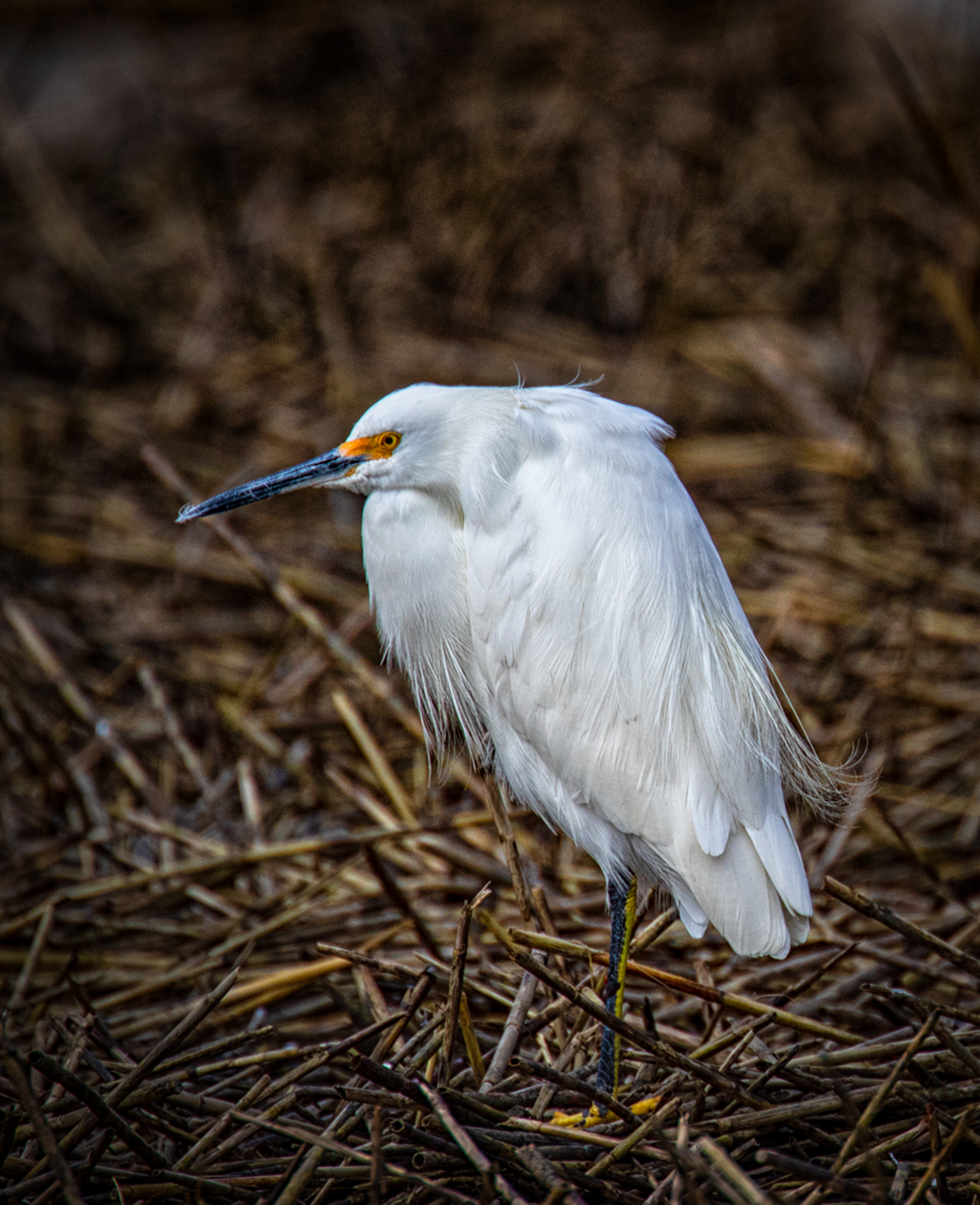 Garzare innevato