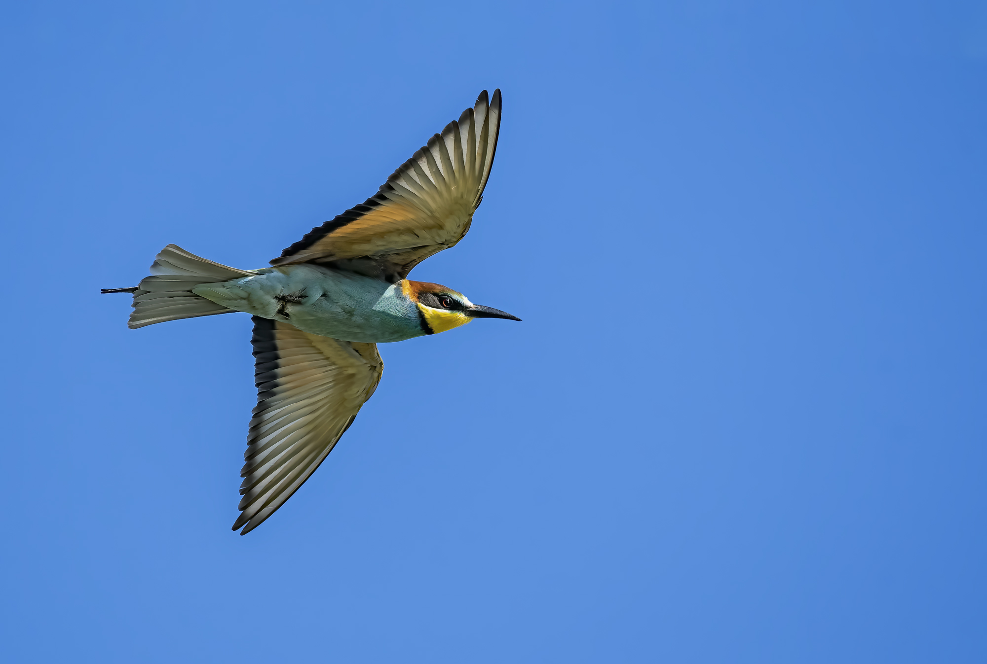 Nel cielo di maggio.