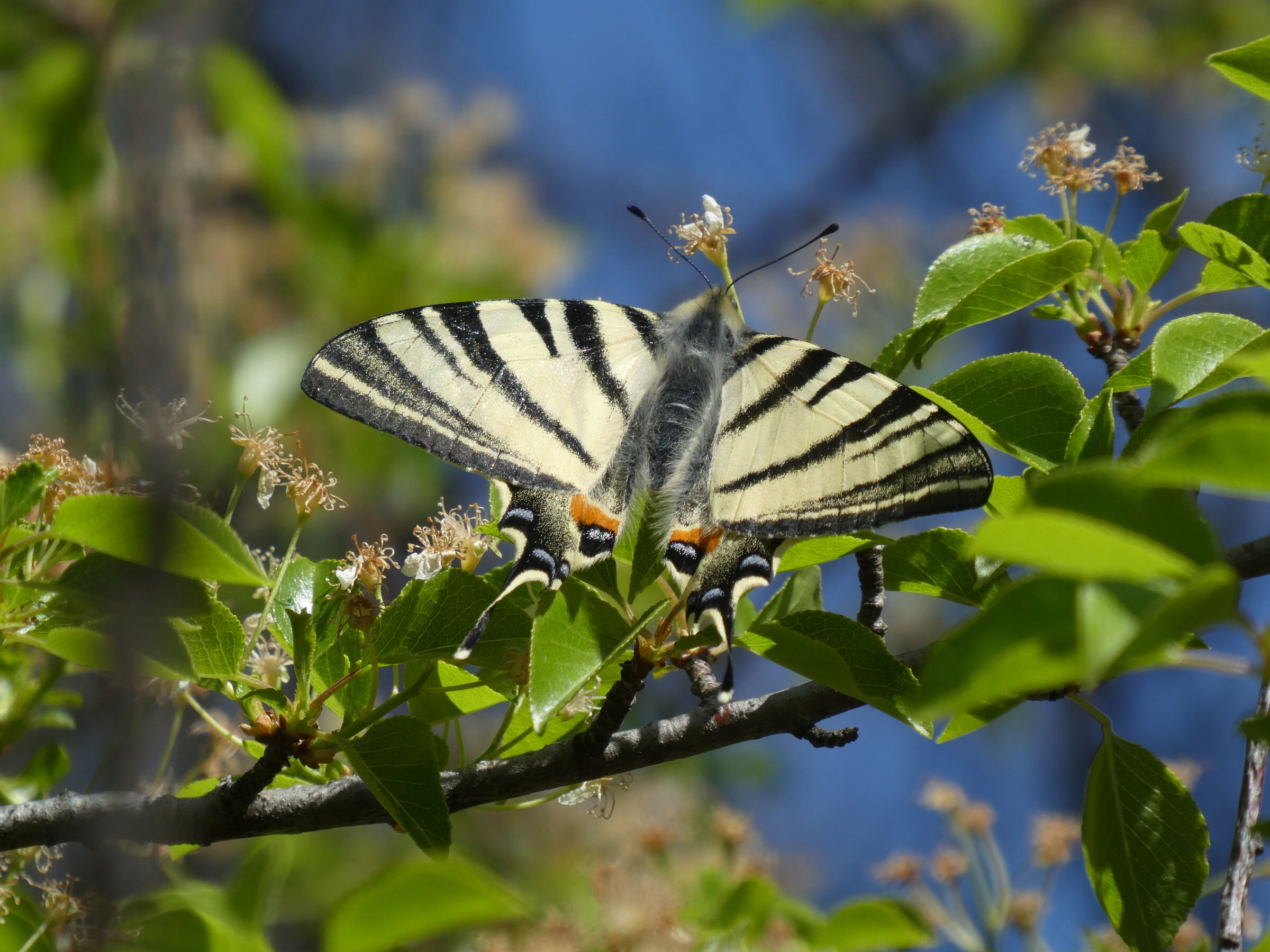 Podalirius Iphiclides