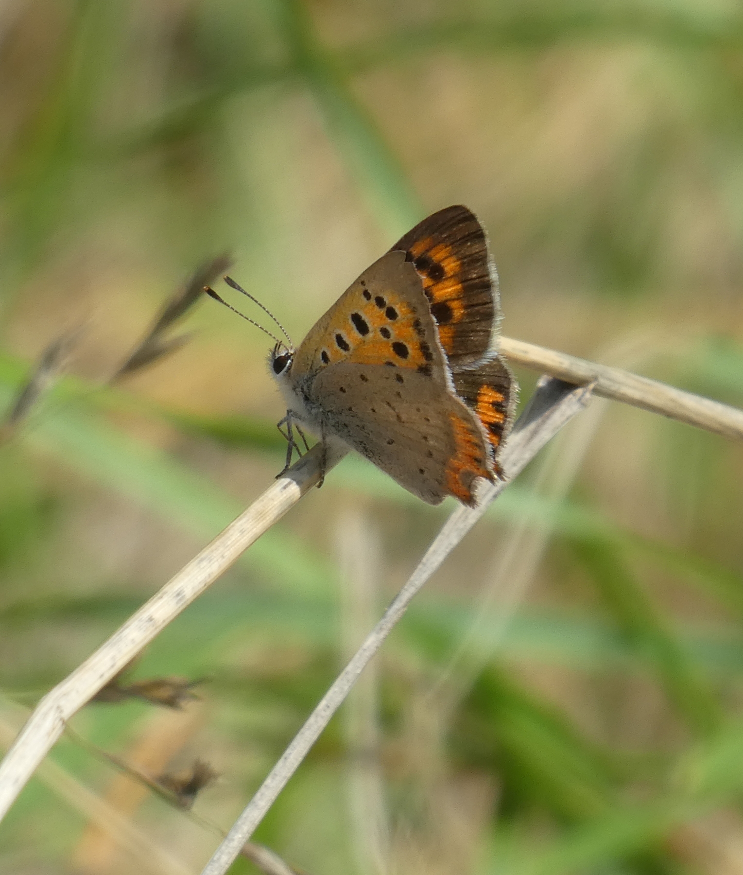 Lycaena Phlaeas